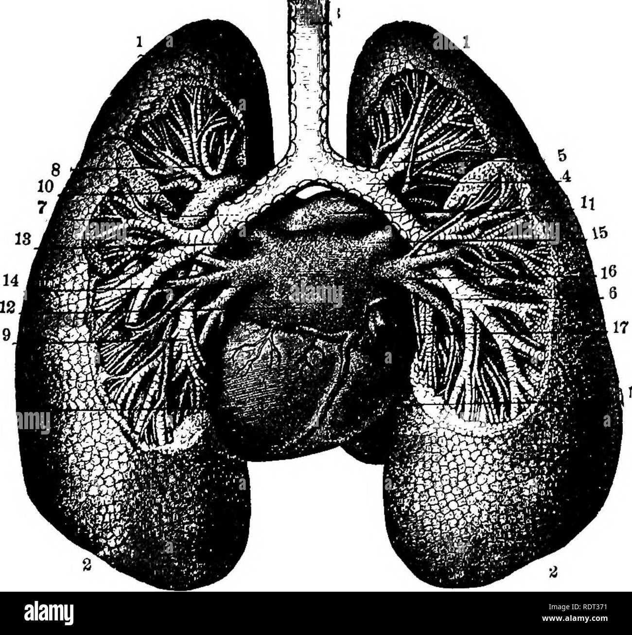 . Gli animali e l'uomo; un elementare di un libro di testo di zoologia e fisiologia umana. Zoologia; fisiologia. 344 GLI ANIMALI E L'uomo su entrambi i lati della partizione. La trachea (fig. 175, 3) divide all'interno delle membrane in due rami o dei bronchi (fig. 175, 4) che passano attraverso la membrana nei polmoni. Il divario nei bronchi e nei polmoni, in più piccoli e più piccoli. Fig. 17S. Nei bronchi e nei polmoni, vista posteriore, che mostra la posizione del cuore. 1, 1, Vertice dei polmoni; 2, 2, la base dei polmoni; 3, trachea; 4, Bronco destro; S, ramo al lobo superiore del polmone; 6, il ramo al lobo inferiore; 7, Bronco sinistro; 8, il ramo a uppe Foto Stock