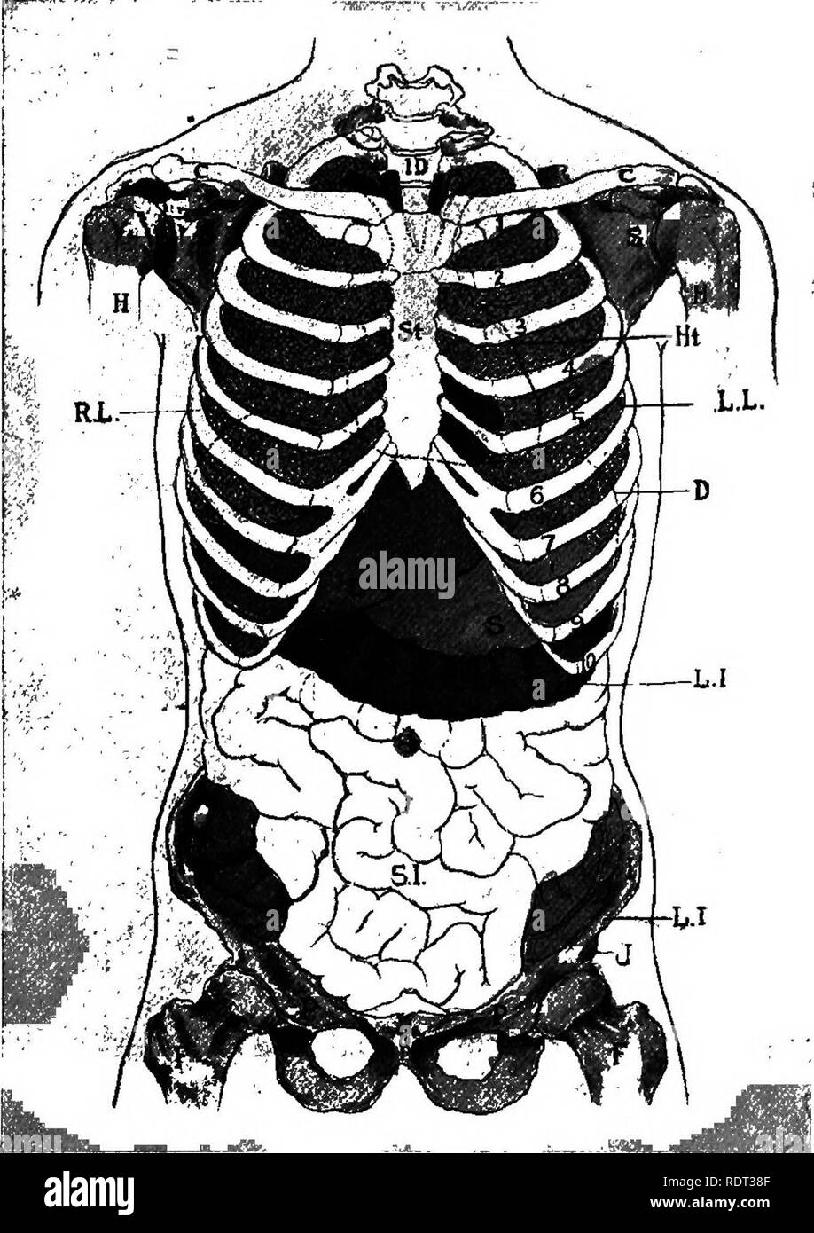 . Gli animali e l'uomo; un elementare di un libro di testo di zoologia e fisiologia umana. Zoologia; fisiologia. Digestione ed assorbimento 309 lo stomaco è una pera-organo sagomato che si trova proprio al di sotto del diaframma. L'esofago si apre nella sua più grande o cardiac. Fig. 159. Schema del torace e addome che mostra la posizione del cuore, le viscere e nei polmoni. C clavicola; D, diaframma; 10, prima vertebra dorsale; F, femore; H, Omero; Ht, cuore; I, osso iliaco; L, fegato; L. I., grande intestino; L. L., polmone sinistro; P. bacino; R. L., polmone destro; S. I., intestino tenue; S, scapola; San, lo sterno. (Dopo Deaver.) fine che è presso il le Foto Stock
