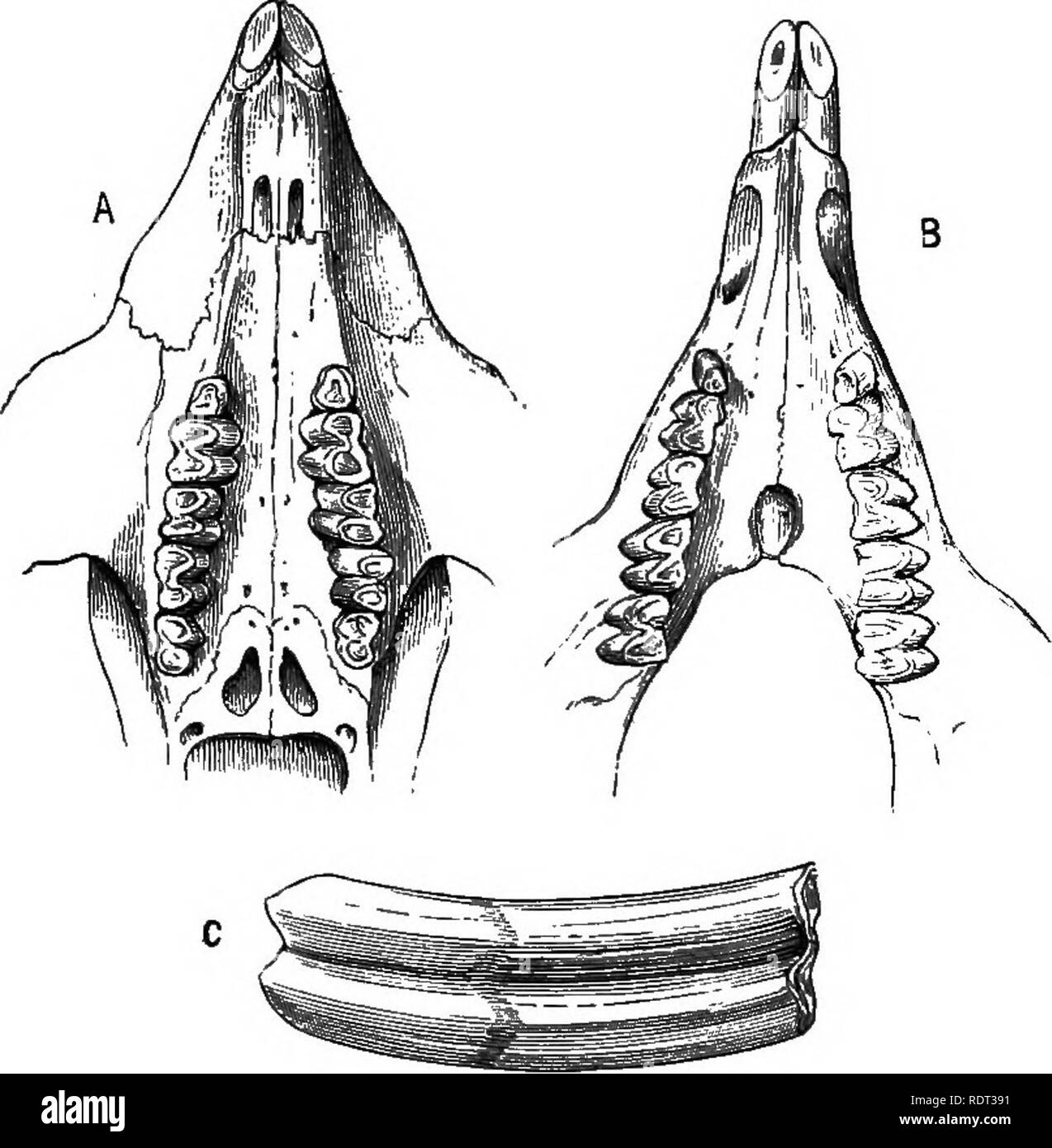 . Una introduzione allo studio della zoologia. Zoologia. 298 Un'introduzione alla zoologia. tivity, i loro denti, crescere inopportunamente lungo, attraverso il desiderio di utilizzare, e può anche causare la morte dell'animale penetrando la ganascia contrapposta. Quindi a domare la RAT, se non consentito a grande, dovrebbe essere fornito con un pezzo di legno a rosicchiare a. Il bordo esterno del. Fig. 121.-dentizione Kodent al un marsupiale, il Wombat, PIuiscalom]/s ITombat. Formula dentale, --  ; incisivi e molari entrambi in crescita dalla persistenza di paste. .4, Ganascia superiore; B, la ganascia inferiore; C, singolo molare. Questi denti incisivi è protetto dal disco di smalto, mentre il Foto Stock