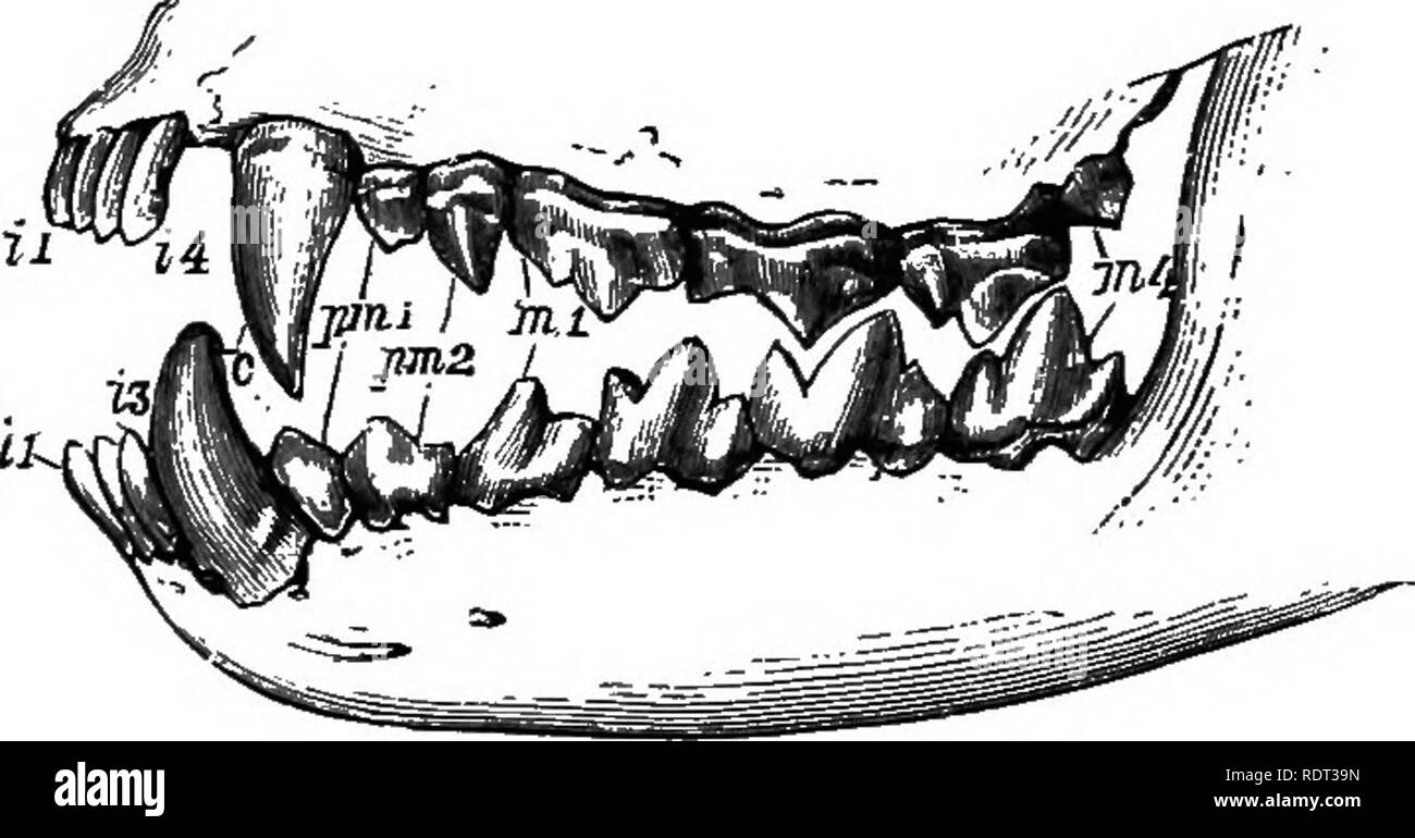 . Una introduzione allo studio della zoologia. Zoologia. 202 Un'introduzione alla zoologia. modificato nel dente carnassial, è^ nella ganascia inferiore, sempre il primo molare e nella mascella superiore, l'ultima pre-molare. Nel gruppo di Orso del Carnivora, che non sono esclusivamente carnivori come i gatti e i cani, questo dente non è così decisamente sviluppato. In marsupiale Carnivora ci sono di solito molti denti di questo modello, ma non uno specialmente uno di grandi dimensioni che possono essere distinti come il dente carnassial. Il generale. rig. 114.-dentizione carnivore di Marsnpial. Formula dentale, iJ-? * ' 3 12 I Foto Stock