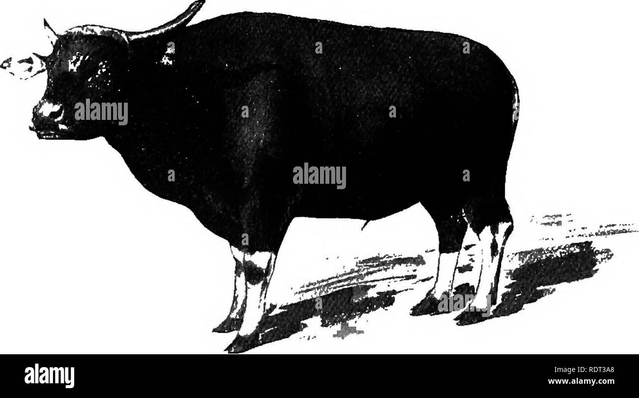 . Gli animali e l'uomo; un elementare di un libro di testo di zoologia e fisiologia umana. Zoologia; fisiologia. Animali domestici 267 e Olanda le gare. Questa specie selvatiche persisteva in Germania fino al XII secolo e in Polonia fino al mi8th centiuy. Un paio di persone in America hanno cercato di creare una razza ibrida dall'incrocio di bovini domestici con la bufala ma probabilmente nessun risultato permanente è stato raggiunto. È un peccato che il nostro bisonti americani non ci hanno lasciato più di un patrimonio di una vergognosa memoria.. Fig. 141. Il Banteng, Bos sondaicus o bufalo di Java e Asia del Sud. (Dopo Keller.) Il dom Foto Stock