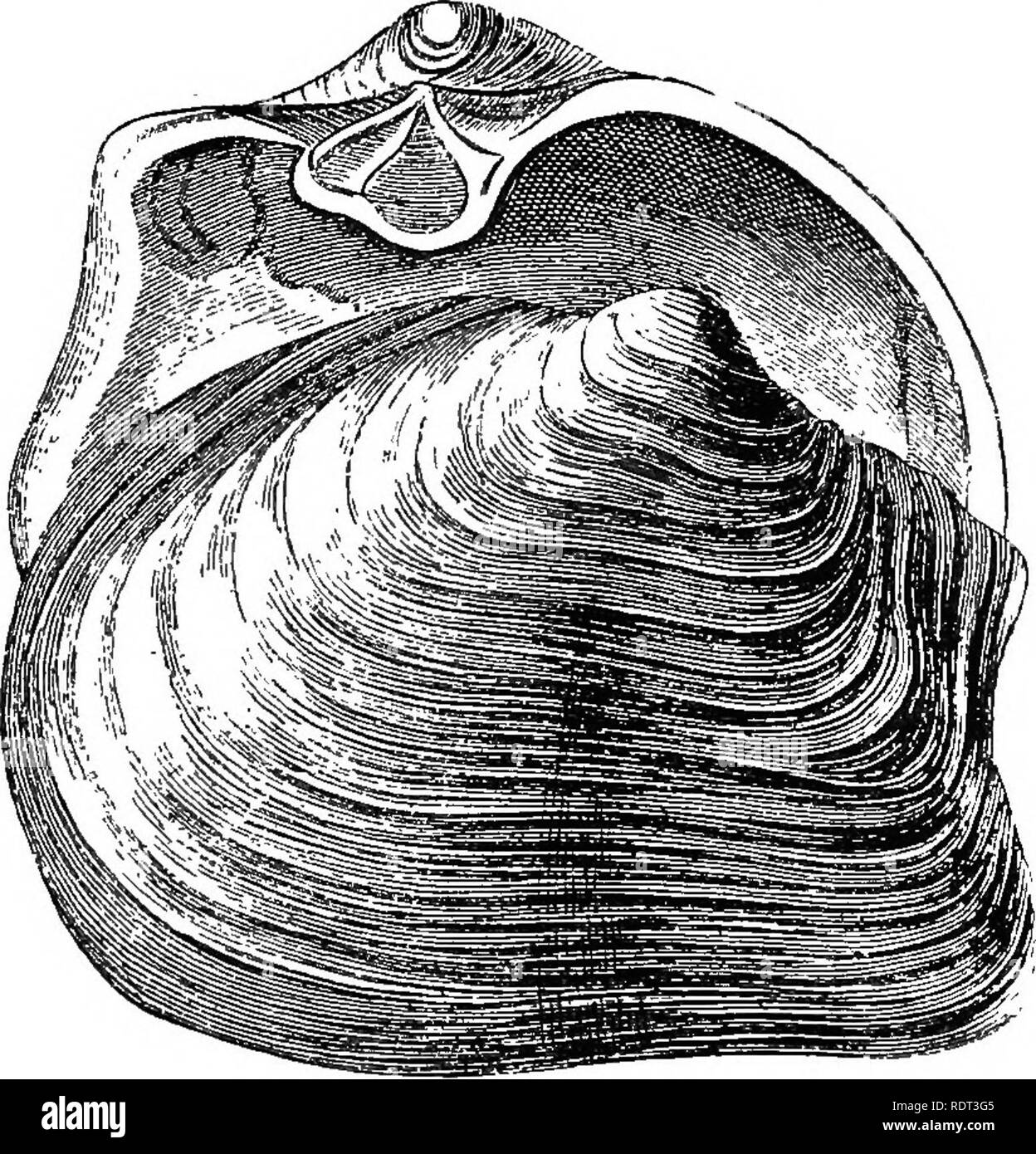 . Una introduzione allo studio della zoologia. Zoologia. 2r6 una introduzione alla zoologia. il piede e il bordo anteriore del mantello. Il Teredo, o nave-worm che burrows in legno, essere- anela alla stessa famiglia; è molto allungato e modificati nella forma, per soddisfare le esigenze del suo modo di esistenza. Molti dei Siphoniata, per l. Fig. 68.-Shell di un Sipl oniate Mo11ubc" il guscio Gaper (Ifya frimcata), così chiamato sul conto o£ la estremità aperta del slioll, che ammette la grande siplioii&amp;. esempio il rasoio-shell e il Gaper, fare una profonda verticale scavano nella sabbia e spingere i loro lunghi Foto Stock