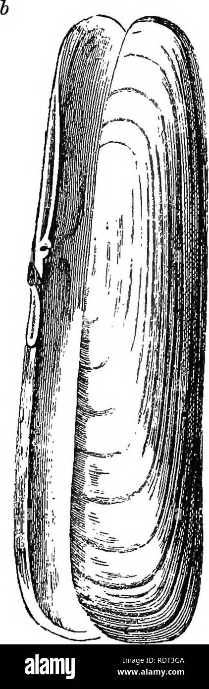 . Una introduzione allo studio della zoologia. Zoologia. Fijr. "67.-Gusci di Slphoniate MollnscB. a, PJiolas dactylus. h, un rasoio-shell, solen. Il loro sito. Uno dei più vari di questi è.L'Fholas dactylus, quali fori di per sé un burrow in rocce tenere utilizzando il bordo del guscio, assistita da. Si prega di notare che queste immagini vengono estratte dalla pagina sottoposta a scansione di immagini che possono essere state migliorate digitalmente per la leggibilità - Colorazione e aspetto di queste illustrazioni potrebbero non perfettamente assomigliano al lavoro originale. Lindsay, B. Londra, S. Sonnenschein Foto Stock