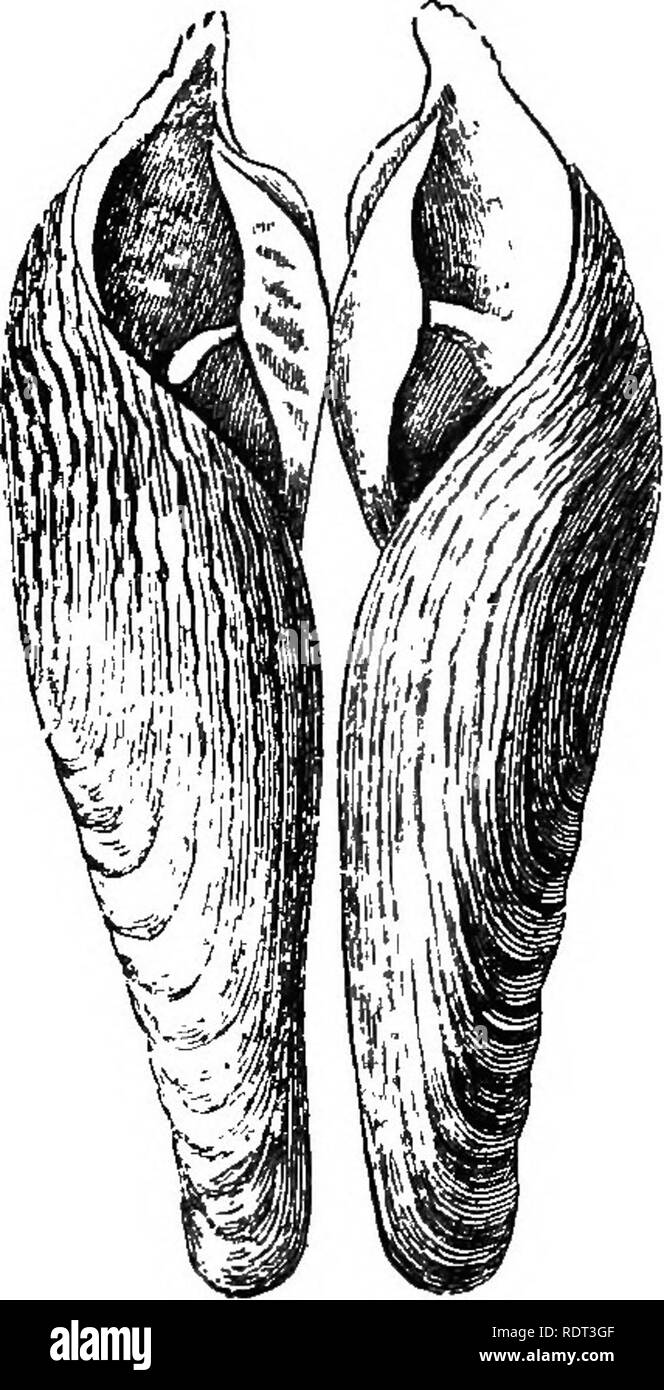 . Una introduzione allo studio della zoologia. Zoologia. Mollusco A. 215 integro-pallialia {integri palli), con brevi sifoni, e persino pallial linea; e il Sinupallialia, nel quale i sifoni sono lunghi e retrattile, e la linea di pallial reca una profonda rientranza corrispondente a. Fijr. "67.-Gusci di Slphoniate MollnscB. a, PJiolas dactylus. h, un rasoio-shell, solen. Si prega di notare che queste immagini vengono estratte dalla pagina sottoposta a scansione di immagini che possono essere state migliorate digitalmente per la leggibilità - Colorazione e aspetto di queste illustrazioni potrebbero non perfettamente assomigliano al lavoro originale. Lindsay, B Foto Stock