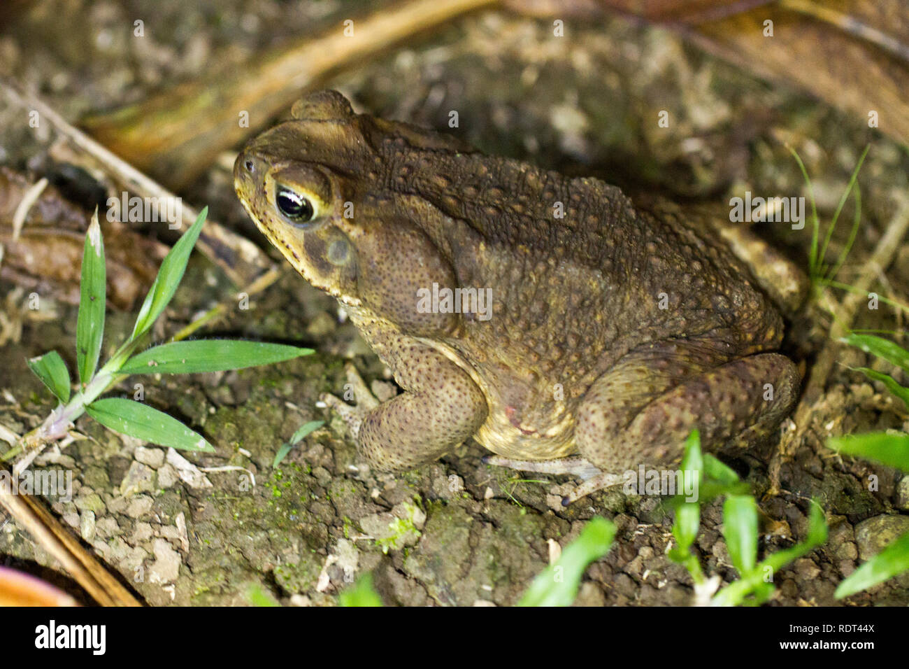 La canna da zucchero Toad (Rhinella marina) Foto Stock
