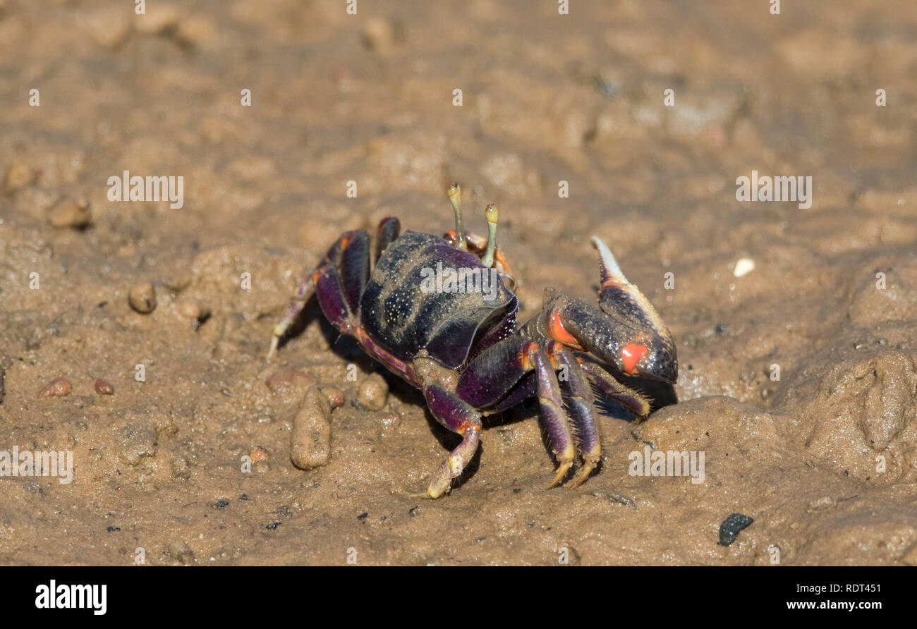Fiddler Crab (Uca Tangeri) Foto Stock