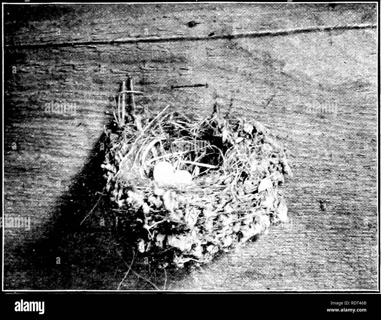 . Primo insegnamento di zoologia. Zoologia. 23- primo LBSSONS in zoologia tipo di inizio in bird-prigioniero)', ma alcune altre fasi ill suggeriscono themsehes contemporaneamente per lo studente. Si avrà bisogno di riconoscere i diversi tipi comuni di uccelli e di conoscere i nomi tlncir; anche per imparare i fatti circa l annuale histor)' di ciascuna ftimiliar uno, scoprire se li"es nel quartiere della scuola tutti i j-orecchio o in estate da solo o in inverno da solo, o è solo un uccello di passaggio, un migrante, che appaiono in primavera e. Fig. 180.-Il nido e e*.,"^^^ (se il lilacl&LT; phiebe. La Snvonn iiii^ri Foto Stock