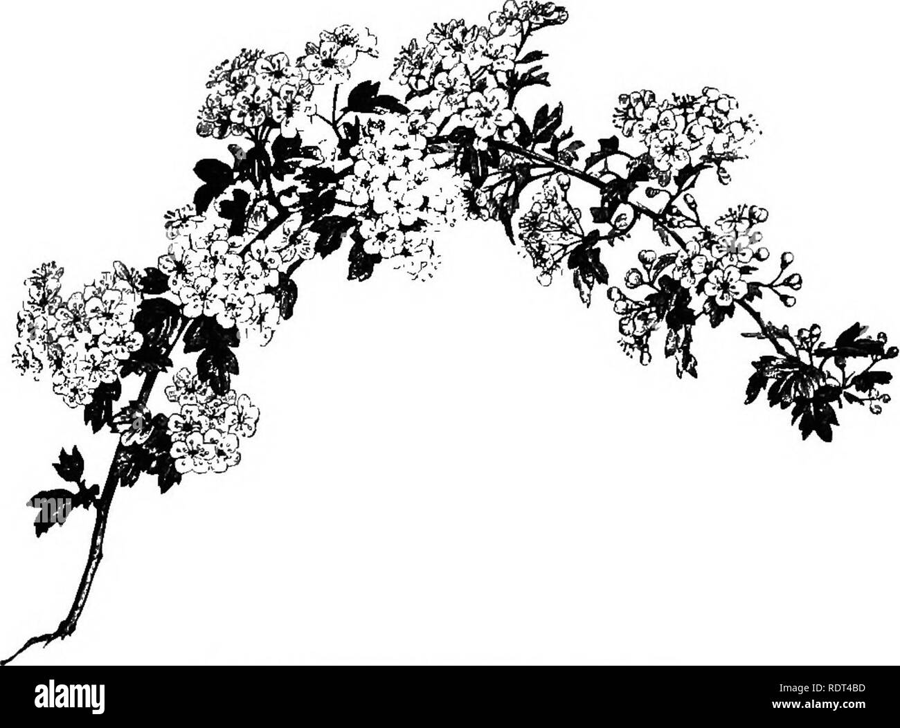 . Manuale di hardy alberi, arbusti e piante erbacee ... Sulla base del lavoro francese dei sigg. Decaisne e Naudin ...intitolato 'Manuel de l'amateur des jardins,' e comprese le xilografie originali da Riocreux e Leblanc. Piante ornamentali,. 174 Rosacece- Cra tcsgus. numerosi e distribuiti in tutto il nord della zona temperata. Il nome viene da Kparos, forza, riferendosi al legno resistente. 1. C. Oxyacdntha, compresi C. monogyna (fig. 95). Whitethorn, Biancospino, INIay, o Quick.-un comune nativo. Fig. {&Gt;". Cratle;^noi Oxyacantha. (J nat. dimensioni.) boccola o piccolo albero ampiamente employe Foto Stock