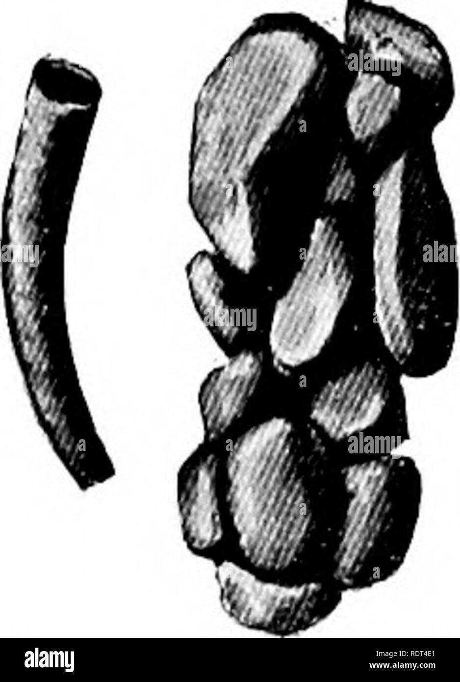 . Primo insegnamento di zoologia. Zoologia. Insetti 165 quando il dehcate, di reticella metallica-winged adulto problemi rapidamente. La Mayfly per adulti (fig. 120) non tiene il cibo e vive solo poche ore o al massimo un paio di giorni. Essa ha la più breve stadio adulto di tutti gli insetti. La femmina scende le uova nell'acqua. Saldamente attaccata alle pietre, specialmente quelle di grandi dimensioni in parti swift del flusso, può essere riscontrato casi di piccole dimensioni o abitazioni, composta da molti piccoli ciottoli fissati insieme con fili di seta (fig. 121). In più luoghi tranquilli nel flusso,. Si prega di notare che queste immagini vengono estratte dalla pagina sottoposta a scansione di immagini che possono essere state di Foto Stock