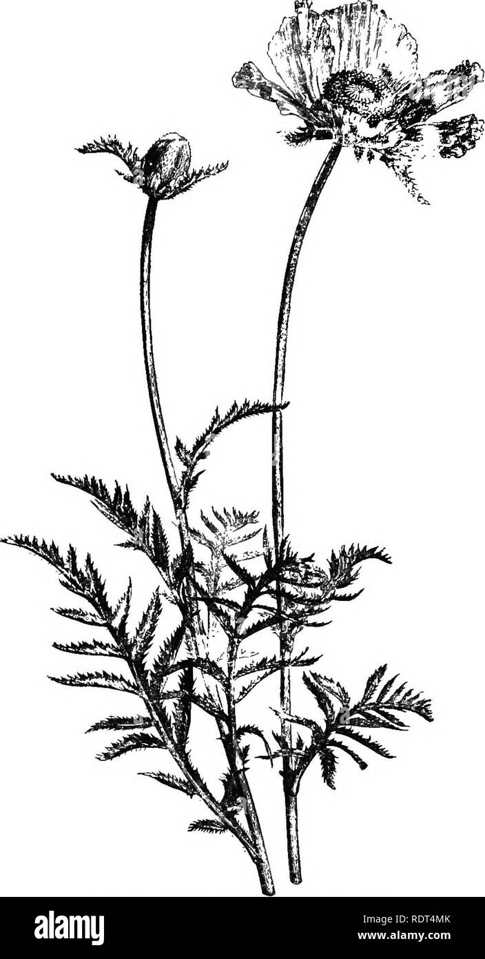 . Manuale di hardy alberi, arbusti e piante erbacee ... Sulla base del lavoro francese dei sigg. Decaisne e Naudin ...intitolato 'Manuel de l'amateur des jardins,' e comprese le xilografie originali da Riocreux e Leblanc. Piante ornamentali,. 38 PapaveracecB-Papa ver. specie crescente di 3 o 4 metri di altezza, con variamente oblunga amplexicanl lobata di foglie e di numerose grandi singolo o doppio. Fig. 28. Papaver bracteatum. ho nat. dimensioni.) fiori di molti colori, bianco, rosa, lilla, violetto, spesso striato, e di solito con una macchia più scura alla base dei petali, quest'ultimo orlate di alcune varietà. Esso Foto Stock