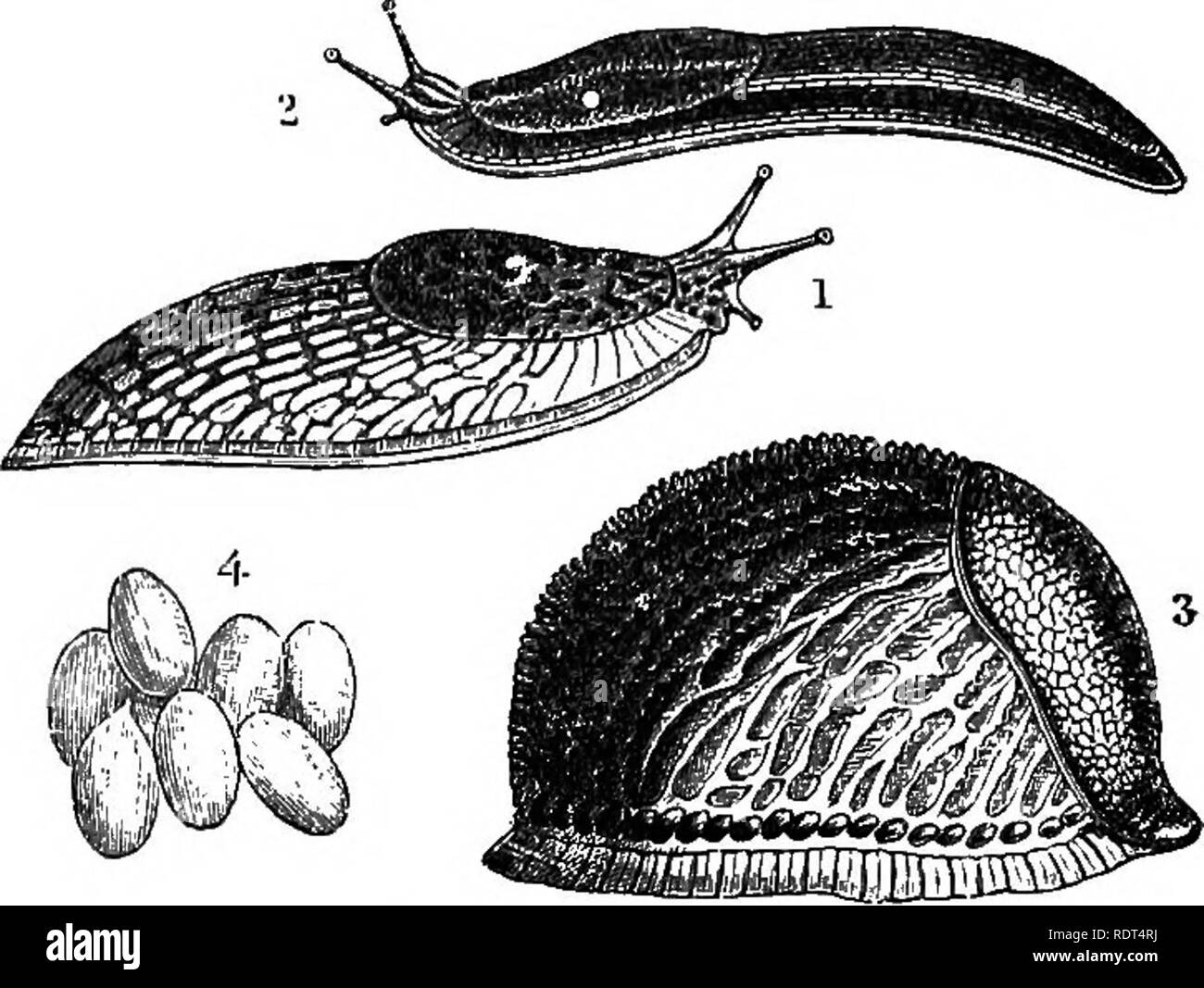 . Il mio giardino, il suo piano e cultura insieme con una descrizione generale della sua geologia, della botanica e della storia naturale. Il giardinaggio. Limacce e lumache. 491. Limacce e lumache. Il mio giardino, come tutti gli altri, abbonda di limacce e lumache che delizia per mangiare più elette e rare piante e quindi è dovere del giardiniere di sterminarli in quei punti dove solo il lavoro e vigilanza sicura a noi il piacere di allevamento beau- tiful e impianti esteri. Abbiamo la limax agrestis, o lattescente Slug. Fig. 1085, n. Ho, rappresenta l'Avion ater, o nero Slug, No. 2 lo stesso mentre si sposta, e n. Foto Stock