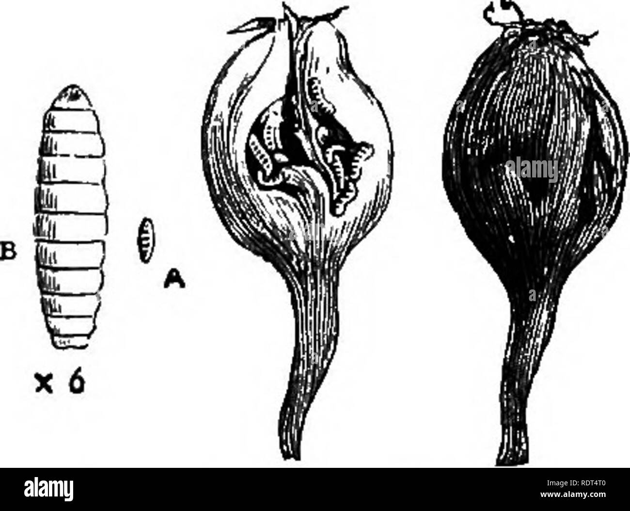 . Il mio giardino, il suo piano e cultura insieme con una descrizione generale della sua geologia, della botanica e della storia naturale. Il giardinaggio. 49° MV giardino. Il larvse (fig. 1082, n. i, 3, 4, e n. 2 ingrandita) della carota Fly {Psila rose) in preda al momento le radici della carota, che mangiano lungo, danneggiando così la sua qualità. Esso si trasforma in una pupa (n. 5 e n. 6 ingrandita), e poi in una perfetta insetto (n. 7 e n. 8 ingrandita). Nei dintorni di Londra il giovane le pere sono state molto a- imbastito da un piccolo verme (fig. 1083 : una dimensione naturale, B ingrandita), che vive sui frutti nei primi Foto Stock