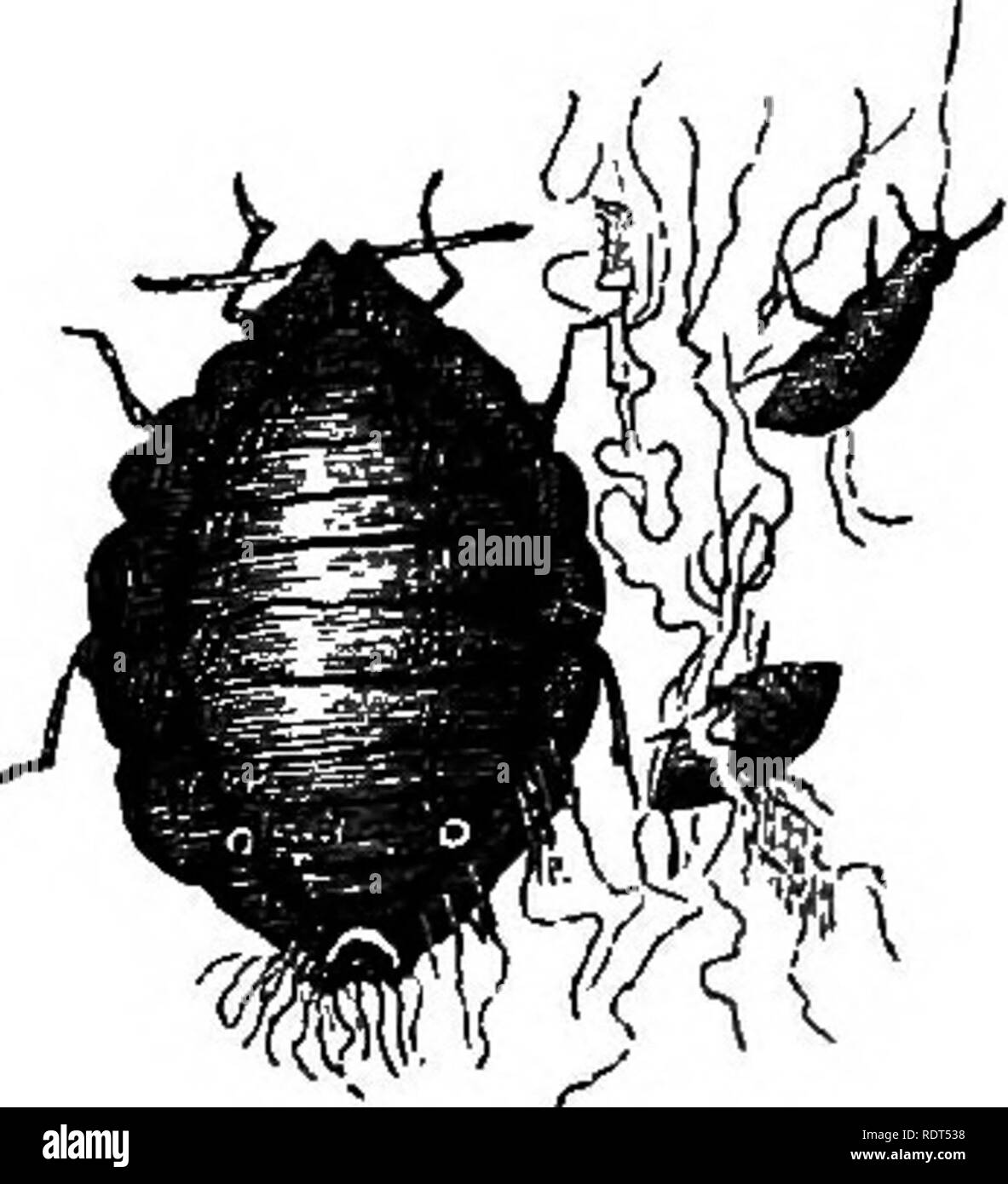 . Il mio giardino, il suo piano e cultura insieme con una descrizione generale della sua geologia, della botanica e della storia naturale. Il giardinaggio. Fig. 1052.-American batterico, ingrandita. Fig. 1051.-Pea Aphis, ingrandita. Uno dei più notevoli aphides, che attacca due o tre al di fuori della mia grande collezione di apple-alberi, è l'Americano batterico {Schizoneura lanuginosa, fig. 1052J. Essa vive su steli di apple-alberi, e quando le macchie frantumato biancheria come la cocciniglia: Mi ricordo che fin da quando ero un bambino, perché ho le ire del mio infermiere mediante colorazione mio scamiciata con il suo sangue. È stato supposto per h Foto Stock