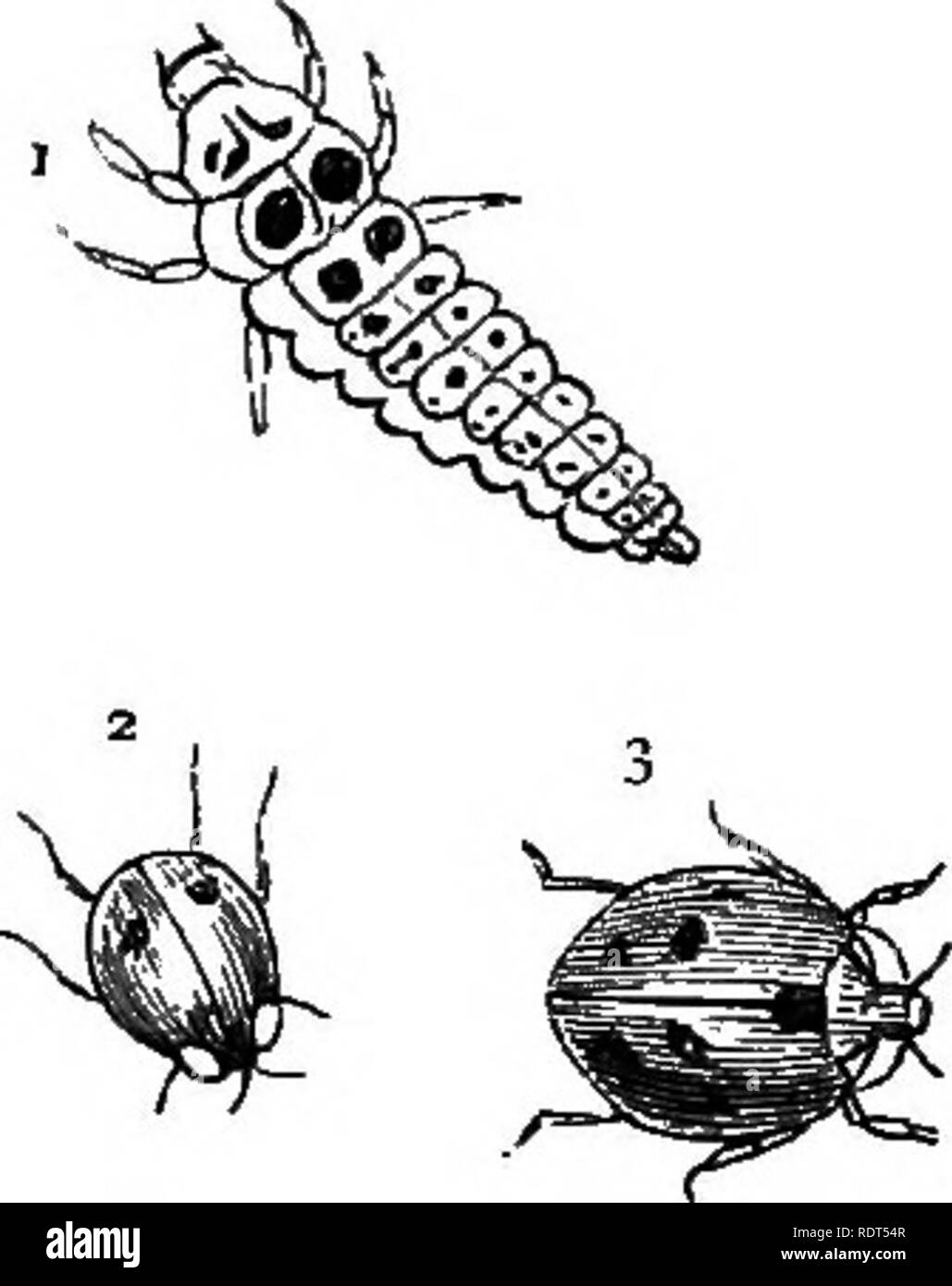 . Il mio giardino, il suo piano e cultura insieme con una descrizione generale della sua geologia, della botanica e della storia naturale. Il giardinaggio. Fig. 1039.-Devil's coach-cavallo ; i, larva ; 2, Scarabeo ; 3, testa magniiied. Fig. 1040.-Lady-bird. Uno dei coleotteri benevola che ci fanno molto di servizio che è chiamato Lady-bird (fig. 1040) o il morso di un la Vierge {Coccinellida). Ci sono molte specie di loro ; alcuni aventi da due a venti-due punti con la loro ala-casi. Entrambe le larve (n. i) e coleotteri alati (n. 2 e 3) live su aphides, e divorare ingenti quantitativi di loro. In stagioni quando la signora-uccelli increa Foto Stock