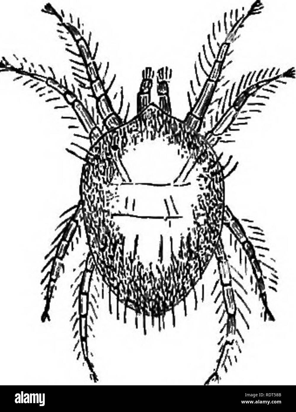 . Il mio giardino, il suo piano e cultura insieme con una descrizione generale della sua geologia, della botanica e della storia naturale. Il giardinaggio. 454 MV giardino. Di fine anni ho usato con buon successo per aprire pentole di acqua di evaporare e umidificare l'aria, e da syringing delicatamente il telaio con acqua calda prima di chiuderlo. Di notte, acqua è fornita anche per l'aria. Le piante non possono essere coltivati se pianta acari non sono distrutti. Le diverse specie di acaro richiedono l attenzione dei naturalisti. Non solo essi attaccano le piante nelle nostre serre, ma ho- vede un esteso le piantagioni di uva spina-tre Foto Stock