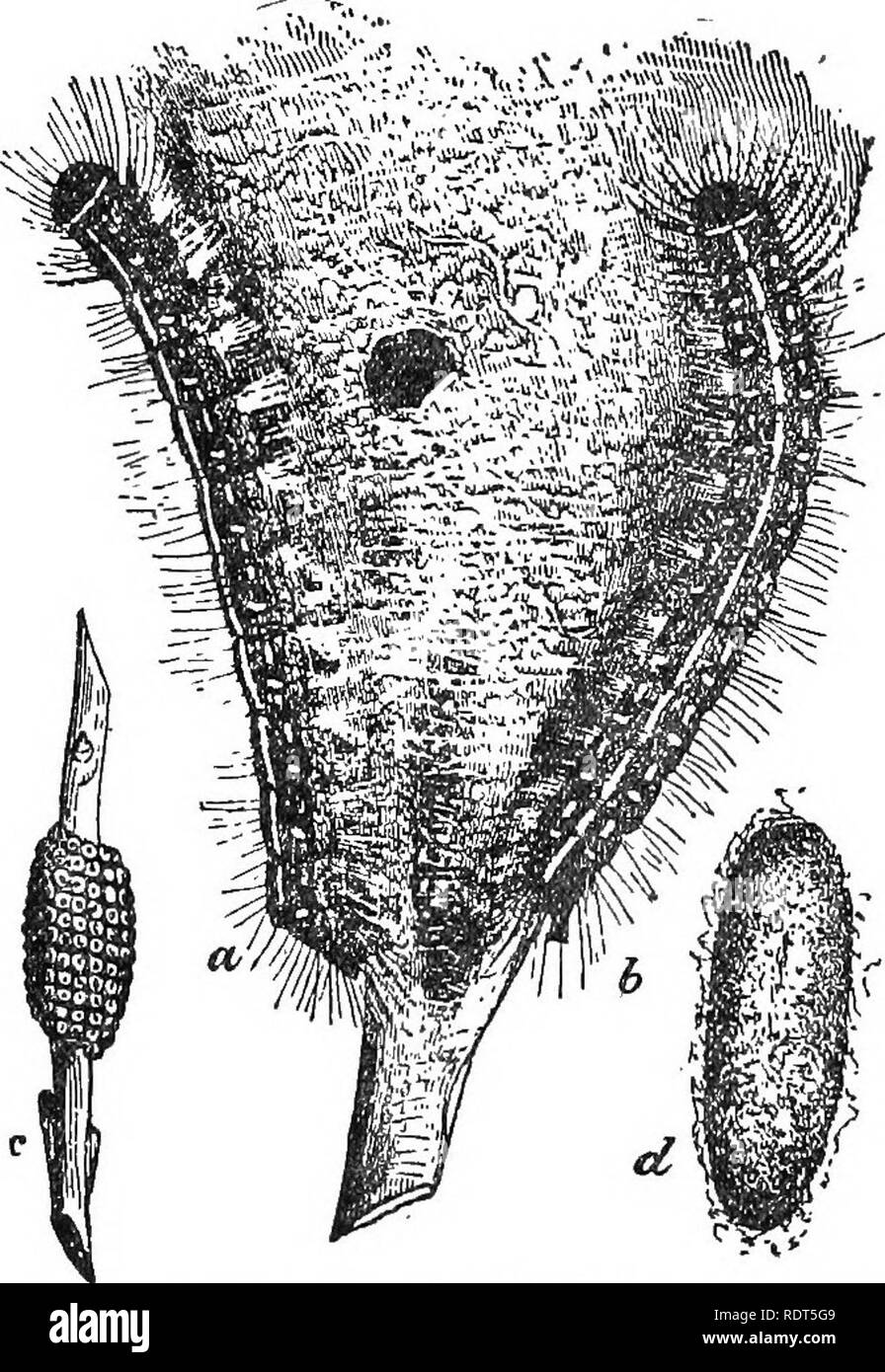 . Amatoriale frutticoltura. Una guida pratica per la coltivazione di frutta per uso domestico e il mercato. Scritto con speciale riferimento ai climi più freddi. Frutti-coltura. THB APPLE. le tempeste, e di solito quando non alimentare. Essi provengono generalmente al di fuori del loro nido una volta la mattina e una volta la dopo-. Fic, liZ.-primi stadi di Orchard tenda Caterpillar, a, h. Uaterpillars poggiante sulla tenda-come nido, c, anello di uovo tike Tnass sul ramoscello; d^ cocoon, mezzogiorno per l'alimentazione. Essi sono molto voraci e presto la striscia di alberi infestati del suo fogliame. Essi cambiano di falene (Fig. 64) in Giugno e presto iniziare la posa delle uova Foto Stock