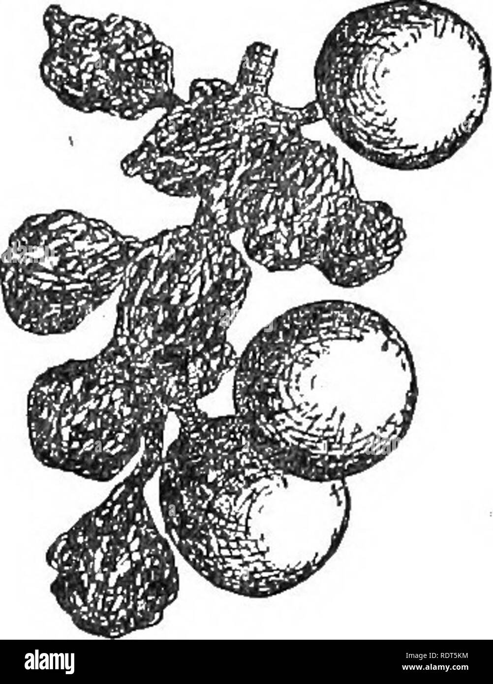 . Amatoriale frutticoltura. Una guida pratica per la coltivazione di frutta per uso domestico e il mercato. Scritto con speciale riferimento ai climi più freddi. Frutti-coltura. FlG. 40, i frutti affetti da marciume bruno. Feg. 41. Gli acini colpiti da marciume nero. plish macchia appare sul lato del Berry, più tardi, il frutto è coperto con una muffa bianca e in un breve periodo di tempo il frutto intero diventa marrone e in seguito diventa morbida e rugosa. La figura 40 mostra un grappolo di acini ammuffiti. Marciume nero riguarda il frutto che raramente attacchi fino a quando gli acini sono due terzi coltivate; questi poco secca e girare in bianco e nero, un Foto Stock