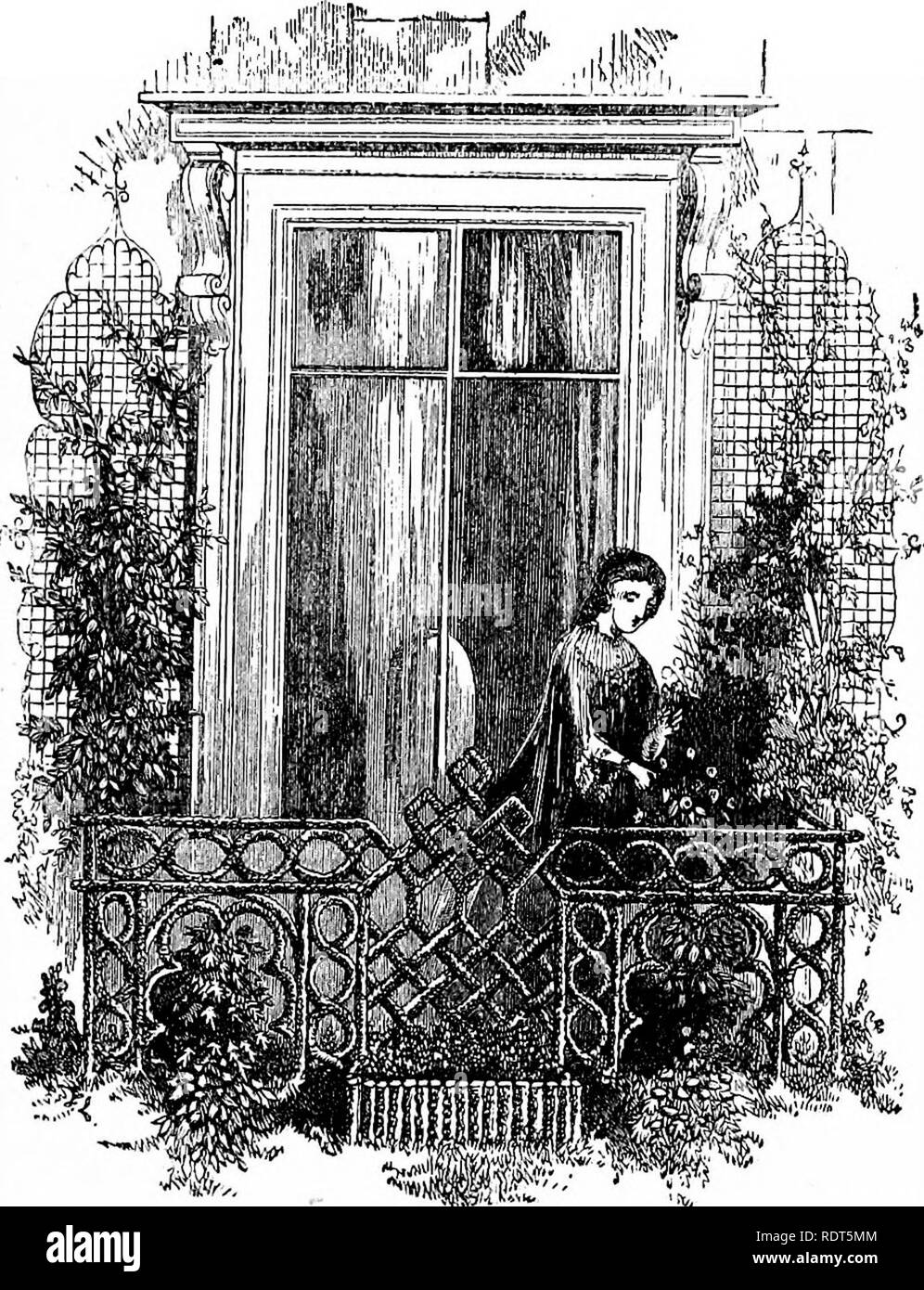 . La nuova finestra pratico giardiniere; essendo indicazioni pratiche per la coltivazione della fioritura e foglie di piante in windows e casi di vetrate e la disposizione delle piante e dei fiori per la decorazione della casa. Finestra-giardinaggio. Balcone e Area di giardinaggio. Impianti di irrigazione 143 con un bel rose è una delle necessarie attenzioni per essere pagato per loro in questa situazione. Senza. Un BALCOHI GAEDEN. questo lavaggio quotidiano il vostro balcone o giardino presto diventa polveroso e poco attraente. La mattina prima. Si prega di notare che queste immagini vengono estratte dalla pagina sottoposta a scansione di immagini che possono essere state cifra Foto Stock