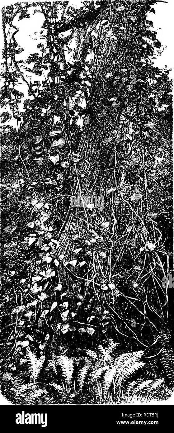 . Il giardino selvatico, o la naturalizzazione e raggruppamento naturale di Hardy piante esotiche con un capitolo sul giardino del British fiori selvatici. Giardini; fiori selvatici. 74 Il giardino selvatico o olandese- uomo di tubo che era cresciuto alta in un bel vecchio decid- u o u s c y- premere.Quando ho visto che in primavera le foglie non erano visualizzati- ed il della struttura o la sua compan- ione, e l'effetto della vecchia corda- come steli era molto pittoresco. Il Aristo- lochia come- cends ad un altezza di oltre trenta- cinque piedi sull'albero, che è stato uno stupendo.. Un LIANE NEL UORTH. E Aristolocbla DeolduouB Oyprosa.. Si prega di Foto Stock