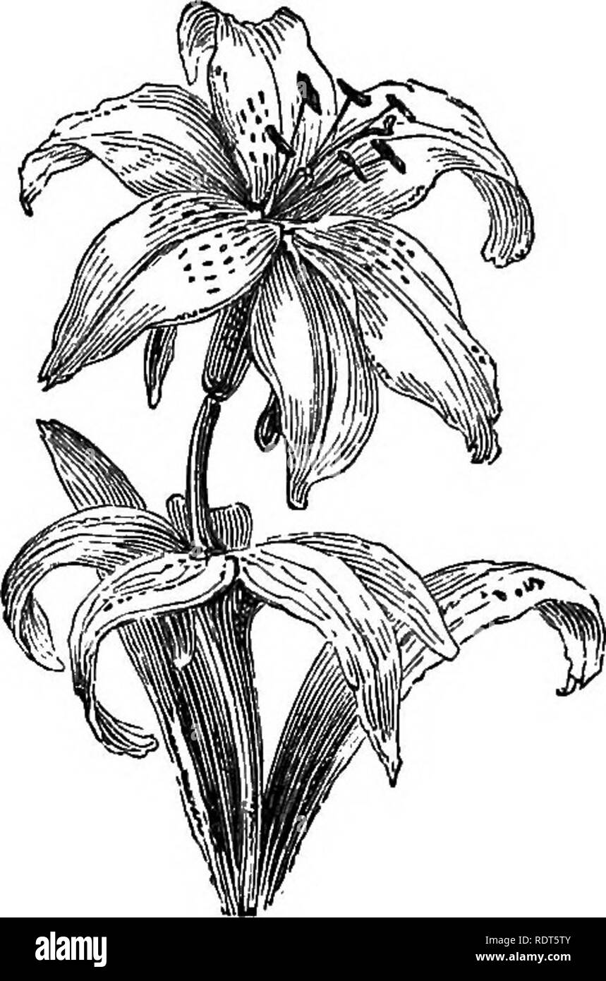 . La nuova finestra pratico giardiniere; essendo indicazioni pratiche per la coltivazione della fioritura e foglie di piante in windows e casi di vetrate e la disposizione delle piante e dei fiori per la decorazione della casa. Finestra-giardinaggio. 90 bulboso radicate e piante di roccia. ordine di merito. La sua grande scarlet blossoms sono onu- eguagliato per la bellezza e l'efficacia. Il Lilium.-Questa è la regina della finestra e piante coltivate facilmente. Nulla può superare ben fiorì piante delle seguenti varietà: X. speciosum album, L. speciosum rubrum, L. spe- ciosum roseum.. trLnm thuitbbechanum. Ma da fa Foto Stock