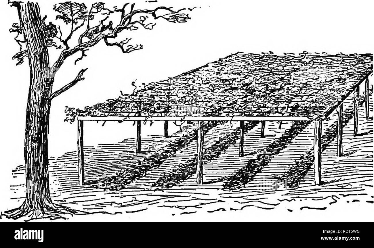 . Amatoriale frutticoltura. Una guida pratica per la coltivazione di frutta per uso domestico e il mercato. Scritto con speciale riferimento ai climi più freddi. Frutti-coltura. Le fragole. 13 silken thread e poi mangia le parti molli. Ci sono due covate di questo insetto durante l'anno. Le femmine depositare le loro uova sulle foglie dove essi presto hatch e il worm com- mence il loro lavoro. La seconda prole di inverni più in la pupa membro nel terreno in prossimità delle piante. Remedy.-Le larve non sono facilmente raggiungibili con qualsiasi insecti- cide come sono ben protetti dalla foglia ripiegata. La prima nidiata è ra Foto Stock