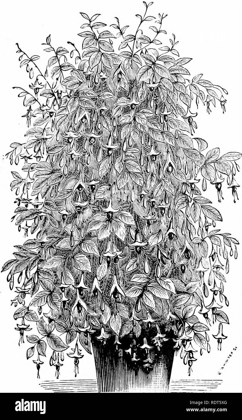 . La nuova finestra pratico giardiniere; essendo indicazioni pratiche per la coltivazione della fioritura e foglie di piante in windows e casi di vetrate e la disposizione delle piante e dei fiori per la decorazione della casa. Finestra-giardinaggio. adatto per la finestra di giardinaggio. 75. ETBAMID FUCHSIA.. Si prega di notare che queste immagini vengono estratte dalla pagina sottoposta a scansione di immagini che possono essere state migliorate digitalmente per la leggibilità - Colorazione e aspetto di queste illustrazioni potrebbero non perfettamente assomigliano al lavoro originale. Mollison, John R. Londra, Groombridge e figli Foto Stock