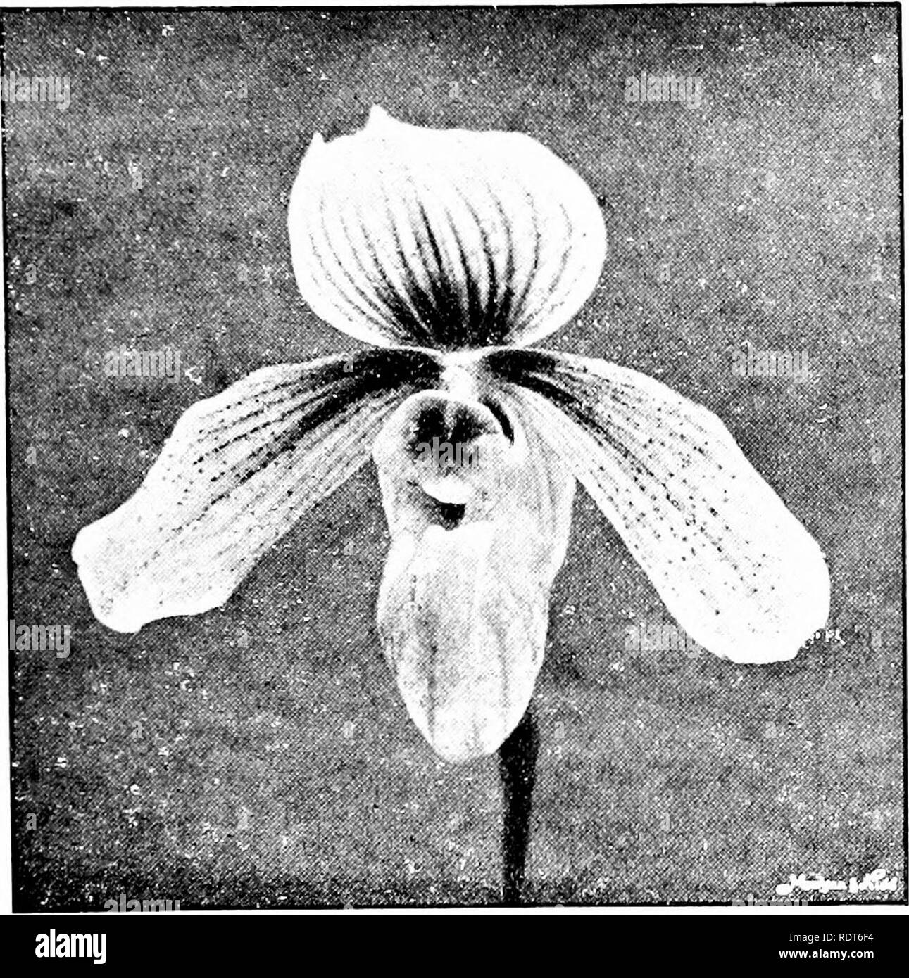 . L'Orchid libro genealogico: una enumerazione di orchidee ibrido di origine artificiale, con i loro genitori, rialzi, data di prima fioritura, riferimenti alle descrizioni e alle figure e di sinonimia. Con una introduzione storica e 120 figure e un capitolo su ibridare e sollevamento di orchidee da seme. Orchidee. Parte II. L'Orchid libro genealogico. 207 C. X Sophie, G.C. 1902, II. 106; O.R. 1902, 274; 1903, 63. C. x Desdemona, Gard. 1903, II. Ott. 31, Suppl. vii.-bassa. 556. P. X Spicero-niveuin (niveum x Spicerianum).-Sander, 1893. C. x Spicero-niveum, R. H. Meas. Cyp. ed. 2, 100. C. x Isabella, Anier, G. Marzo Foto Stock