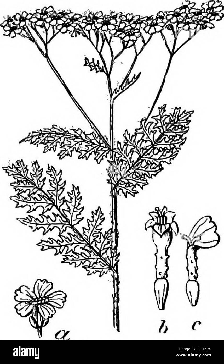 . La Indiana libro di erbaccia. Le erbacce. Erbacce OP Il Thistle famiglia. 179. Fig. 137. Fioritura il ramo con teste; una testa, 6, disco-fiore; c, Ray-fiore. (Dopo Watson.) macchie di umidità in corrispondenza dei bordi di stagni o laghi. L'odore è forte e il sapore forte e amaro. Quando viene mangiato dai eows conferisce un gusto e un odore di latte e il burro. Spesso problematica nei prati ma facilmente distrutto tirando, ripetuto durante la falciatura in fiore o thor- ough coltivazione. In medicina è usato come un stim- ulant e tonico, specialmente per blad- der guai. Il nome Achillea è detto di essere stato dato il genere perché Achi Foto Stock