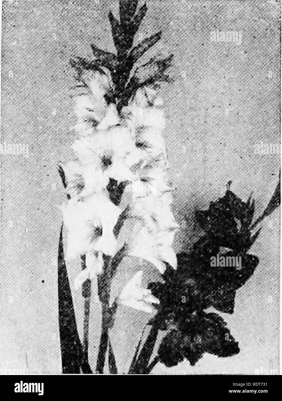 . Cortile e giardino; un libro di informazioni pratiche per il giardiniere dilettante in città o sobborghi. Floricoltura. 206 cortile e giardino della tarda fioritura tulipani doppia, che di solito sono in fiore in maggio, i migliori sono di colore giallo, rosa e giallo-oro; bandiera blu, viola-blu; Peonia oro, rosso e giallo; matrimonio de ma fille, bianco, strisce con carmine. Il pappagallo tulipani formano una strana e interesse- ing sezione, ma la mancanza di fiori la neat pre-. Si prega di notare che queste immagini vengono estratte dalla pagina sottoposta a scansione di immagini che possono essere state migliorate digitalmente per la leggibilità - Colorazione e aspetto di Foto Stock