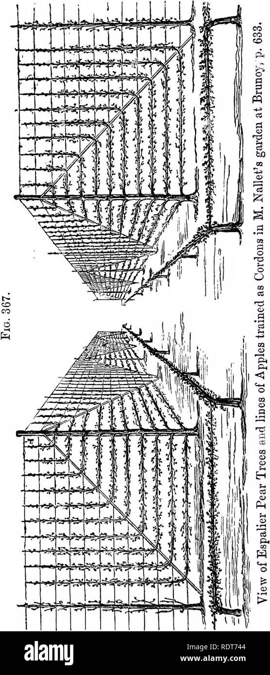 . I parchi, viali, &AMP; giardini di Parigi, descritti e considerati in relazione ai desideri della nostra città e i giardini pubblici e privati. Giardini e parchi. 630 NOTE DI UN TOUR orticola. cumstances in cui due linee sovrapposte cordoni o altre modifiche, sarà desiderabile. M. Cochet ha piantato quasi ogni buona varietà di Apple su questo principio e reperti fanno tutti bene su di esso. Tutti sono innestati sul vero o paradiso francese stock. Alcuni dei suoi frutti da tre anni di piante è stata incredibilmente belle, e nulla potrebbe essere più bello che il bello mele lungo il Foto Stock