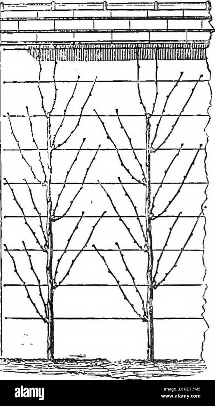 . I parchi, viali, &AMP; giardini di Parigi, descritti e considerati in relazione ai desideri della nostra città e i giardini pubblici e privati. Giardini e parchi. Vigne addestrato verticalmente con alter- Rose-Charmeux del sistema verticale speroni tramite NAT, fili a 9 pollici al di là della formazione. Il "vigneti piantati a sulla parete; vigne circa venti-otto sedici pollici apart. pollici apart. Chasselas de Fontainebleau a Thomery e altri luoghi nelle vicinanze di Parigi è il miglior esempio di aria aperta cultura ovunque per essere trovato; e questa varietà, più generalmente noto in Inghilterra come il Royal Musca Foto Stock