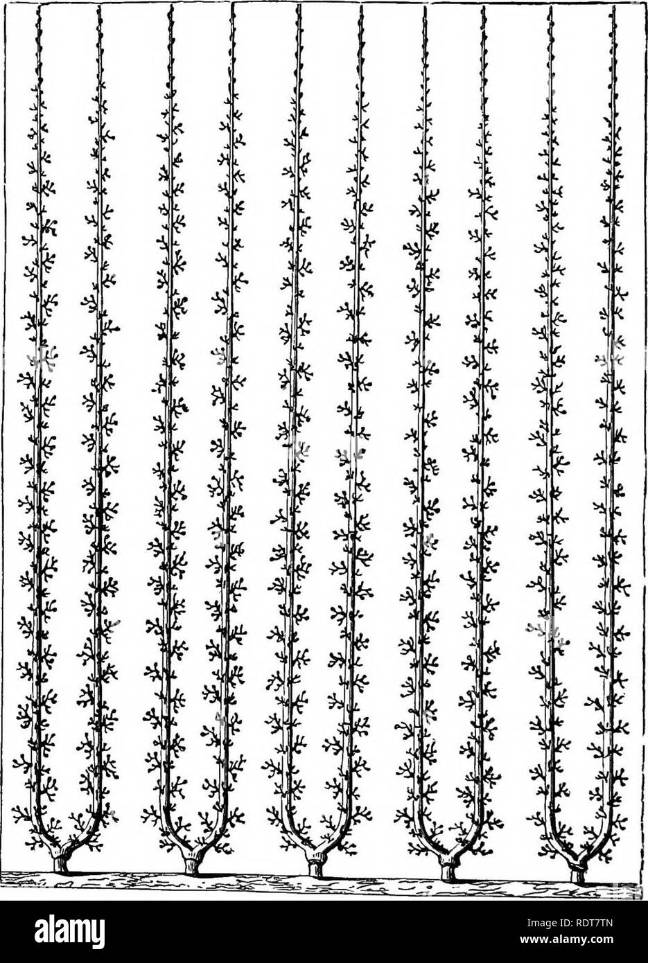 . I parchi, viali, &AMP; giardini di Parigi, descritti e considerati in relazione ai desideri della nostra città e i giardini pubblici e privati. Giardini e parchi. 364 LA PERA COME UN CORDONE. orizzontale cordon, ma mai quella che potrei chiamare completamente soddisfacente. La disposizione a formare una netta linea compatta di speroni così abbondantemente manifestata da Apple quando ben Fig. 163.. Pear Tree addestrati in forma di U. Questo non ha particolari meriti, ed è utile solo per pareti molto alte. la formazione sul paradiso solo molto raramente viene mostrato dalla pera. Tuttavia alcune varietà, come Louise Bonne e Beurre Gif Foto Stock