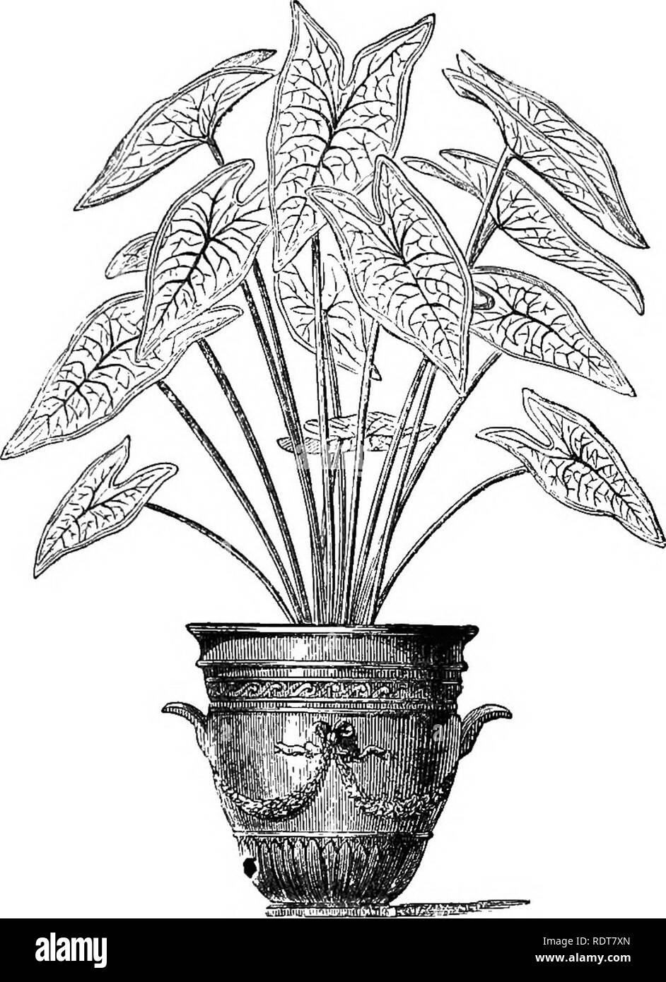 . I parchi, viali, &AMP; giardini di Parigi, descritti e considerati in relazione ai desideri della nostra città e i giardini pubblici e privati. Giardini e parchi. La riforma in Conservatorio. 293 conservatorio di tutte le formalità è -ben degno di imitazione con noi. Solitamente si tratta di un tentativo di creare una pittoresca scena in alcuni piccoli spot con formali frazioni ha una ridicola conclusione; ma in conseguenza della crescita rigogliosa di molte piante che coltivare in serra temperata, è pos- sibile sufficientemente nascondere quasi ogni traccia dell'edificio Fro. 129.. Caladium. Nel giro di pochi anni. Wi Foto Stock