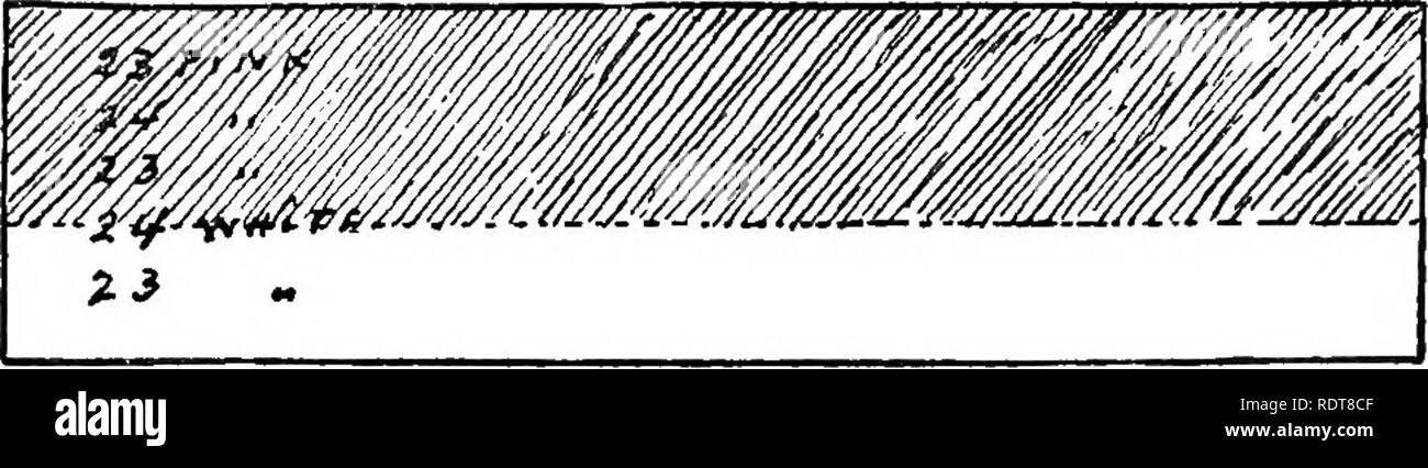 . Fiore di giardinaggio. Floricoltura; GIARDINAGGIO. Posa del giardino 23 chiamando ciascuno dei quadrati un piede quadrato: oooooeo"eooooeooo 000000 oeoooo 000000000 00 o o 0 a c c o o o e o r&GT; per 0000 00 000000 o 00 000 CANTERBURY BELLS-24x6 m. O-X ROSA-BIANCO O in questo modo, la sfumatura che indica un colore:. CANTERBURY BELLS -24x6 m. Se le piante sono in lunghe derive e grande patch, mostrare loro così:. Si prega di notare che queste immagini vengono estratte dalla pagina sottoposta a scansione di immagini che possono essere state migliorate digitalmente per la leggibilità - Colorazione e aspetto di queste illustrazioni potrebbero non perfettamente assomigliano a th Foto Stock