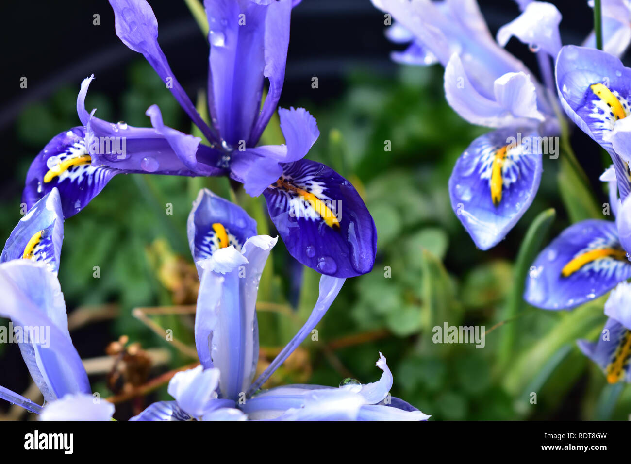 Iris fiore invernale Foto Stock