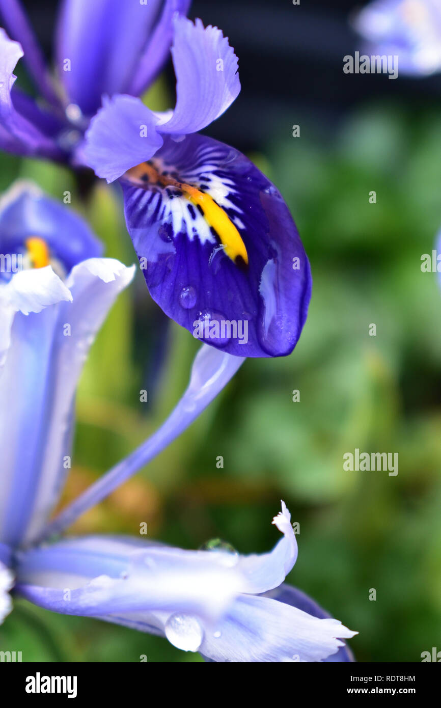 Iris fiore invernale Foto Stock