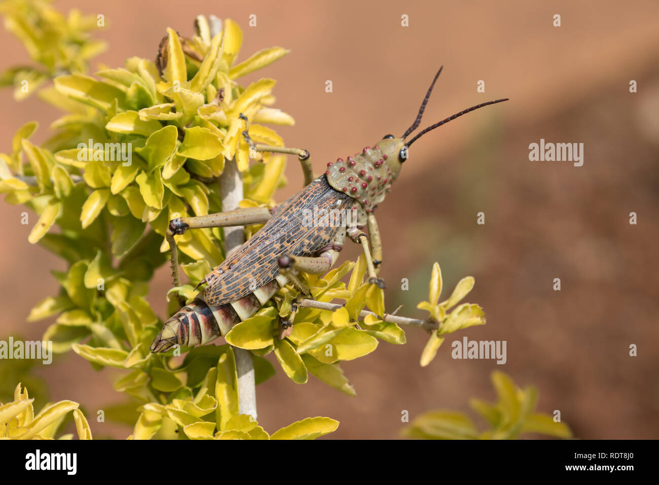 Locust in Sud Africa Foto Stock