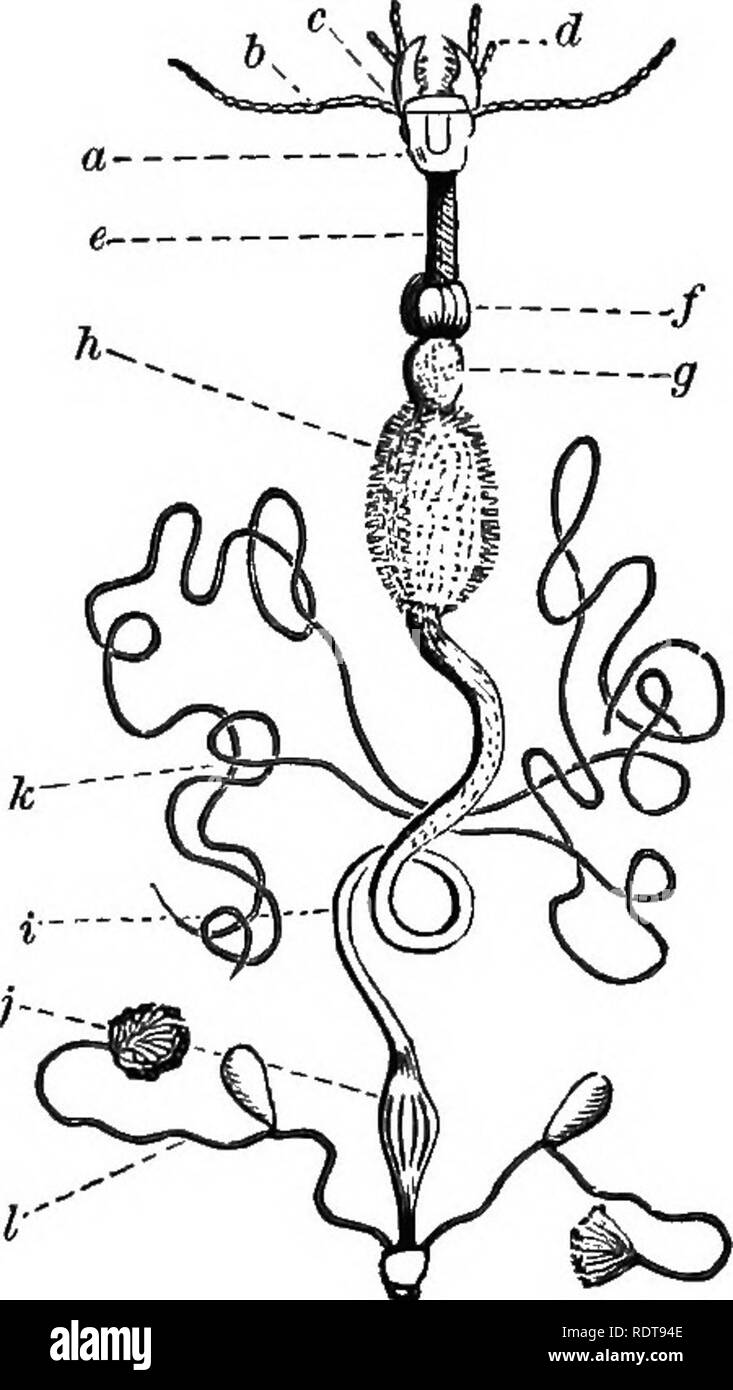 . Quattordici settimane di zoologia. Zoologia. Sfaccettature qf il Eije di un Insetto. La metamorfosi.-Il giovane insetto passa attraverso una serie di cambiamenti prima di raggiungere la forma dell'adulto. Così, una tarma, fuoriuscendo dall'uovo, appare come una larva ; se con le gambe, un caterpillar; se senza un grui o verme. Tutta la sua attività è ora di mangiare e quindi in questa fase è più diqestort appabatot op insetti.- pregiudizievole per la vegetazione. Dopo l^'^^^-^^Ts^.^fTZ). ripetuto molts, per consentire g. Oizmra; h. stomaco; I. intestino; l'ampliamento del suo corpo, ^ZJa^: ^""'^ '"'"^' '' ^ di solito Foto Stock