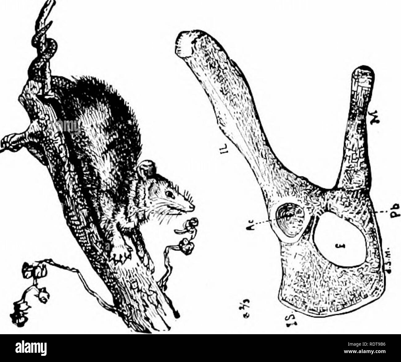 . Zoologia. Zoologia. 244 Zoologia. collegamento tra gli uccelli e i mammiferi, la linguetta è lungo e sottile, come quella della ant-eater, mentre il corpo è armato di quills simili a quelli di un porcospino, come pure i peli. Gli artigli sono molto grandi e forti, adajjted per lo strappo ant-colline al fine di divorare le formiche. Le uova sono 2 cm. lungo. Sub-Class II.-Maksupialia. Caratteri generali di marsupiali.-Questi sono forme singolari, rappresentato dalla opossum in questo paese e il canguro, con un certo numero di altre forme, in Australia. Essi si differenziano da tutti gli altri mammiferi in avente una sacca. Fig. 285.-opossum, w Foto Stock