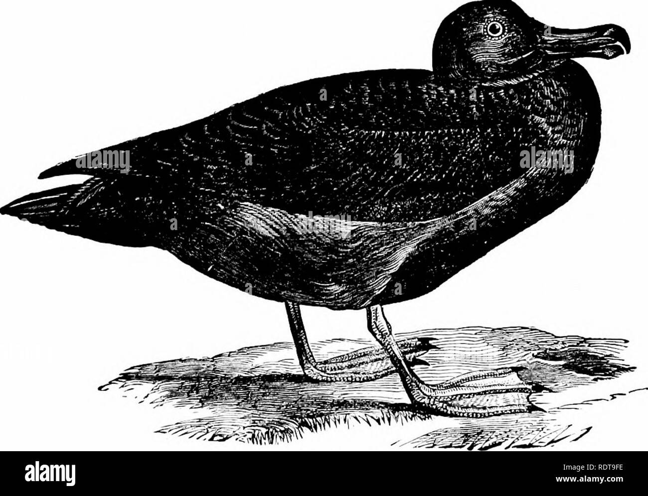 . Zoologia. Zoologia. 216 Zoologia. più che in altri uccelli da un gran numero di molto sub- diviso aria-cellule sotto la pelle del corpo. Il Pelican è notevole per il grande custodia allentato sul sotto la mascella, capalde dell azienda diversi quarti o diverse centinaia di piccoli pesci. Nelle Indie Orientali, pellicani sono domati e nscd dai nativi nella pesca, come è la cor- morant in Cina, mentre nei primi tempi era in Inghilterra. I cormorani sono molto affiatati e razza in gran numero nelle regioni del nord su scogliere che sovrastano la. Fig. 254.-Fuligginosa Albatrosa. mare. I loro nidi sono scortesi e ingombranti. T Foto Stock