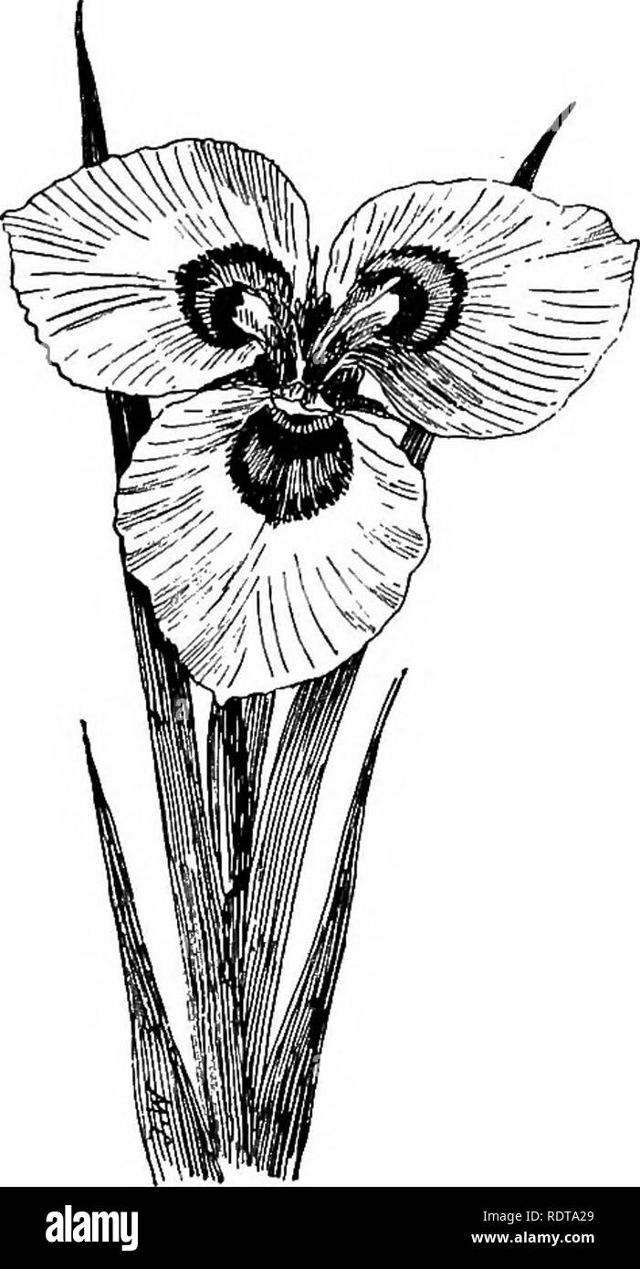 . La lampadina libro; o, a bulbo e piante tuberosa per l'aria aperta, di fornelli e serra, contenenti indicazioni per quanto riguarda le descrizioni, la cultura, la propagazione ecc. di piante provenienti da tutte le parti del mondo di lampadine, cormi, tuberi o rizomi (orchidee escluso). Lampadine (piante). MOE^UNA LAMPADINA PRENOTA MUSCAEI "matrimonio fiore", è un nativo di Australia e Lord Howe Island, e assomiglia a un grande tedesco o Iris Green Nuova Zelanda pianta di lino {Phormium tenax) appaiono in- M. Thojnsonl.-^nativo di E. Africa tropicale, circa 1 piedi alto, con rush stiffish-come abitudine, -il round lascia essendo fu Foto Stock