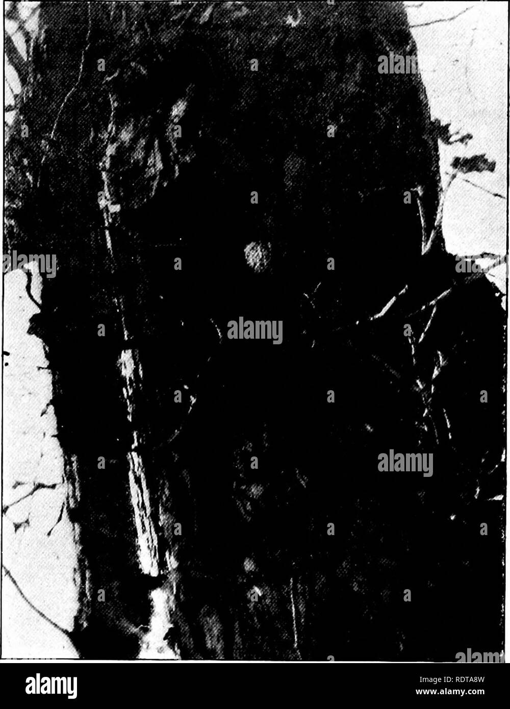 . Gli uccelli di New York. Gli uccelli. Gli uccelli DI NEW YORK T2I con l'abbondanza di gamberi di fiume in quella regione. Nidiacei: coperto con il bianco verso il basso. Uccellini: uniformemente e finemente crossbarred con dusky e bianco grigiastro. Lunghezza pollici 7,5-10; misura 22; ala 6-7.2; luci di coda 3-3.5; peso 4-6 once. La distribuzione. La civetta vive in Nord America orientale dal Minnesota, Ontario e New Brunswick al Texas e Georgia; rappresentato nel resto delle zone temperate e tropicali America da strettamente connesse forme. A New York è in genere distribuita tranne in abete e balsamo da cintura, dove essa è in gran parte assente Foto Stock