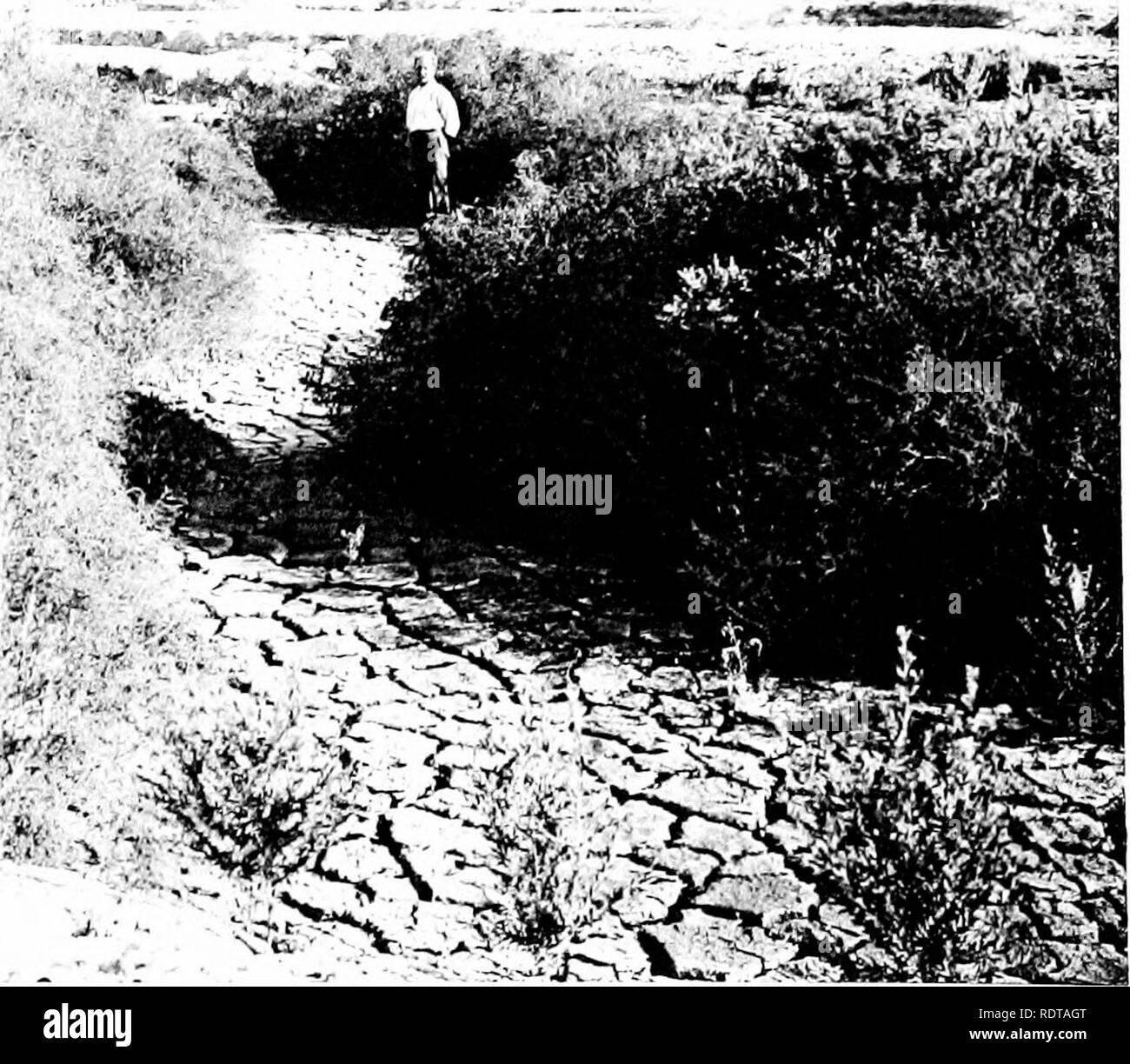 . Salton Sea; uno studio della geografia, la geologia, la floristics, e l'ecologia di un bacino del deserto. PpWtfe EL **. .: Ho rvr ,â . Â" ^ * i;&GT;.. t;ft.:. m . â ;*..it'-vr vto? ; 3^, A. Vista di travertino lavare nel novembre 1909. Tappetini di Distichlis e piante sparse di Pluchea camphorata, Atnplex e Spirostachys. Trasudamenti oggi confinata al canale definito. (Vedere piastra 17.) B. pesante di crescita Bacchans, Pluchea sericea e Suasda nei canali dei lavaggi in cui l'acqua del lago era salito a giunzione Imperial Beach, ottobre 1909 le formazioni più denso in Altri lavaggi vengono ad essere s Foto Stock