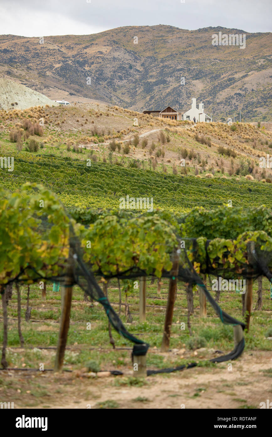 Vista del Monte difficoltà degustazione di vini, sala ristorante, e vigneti. Vigneti in autunno lungo Felton Road in Central Otago vino della regione nei pressi Cromwel Foto Stock