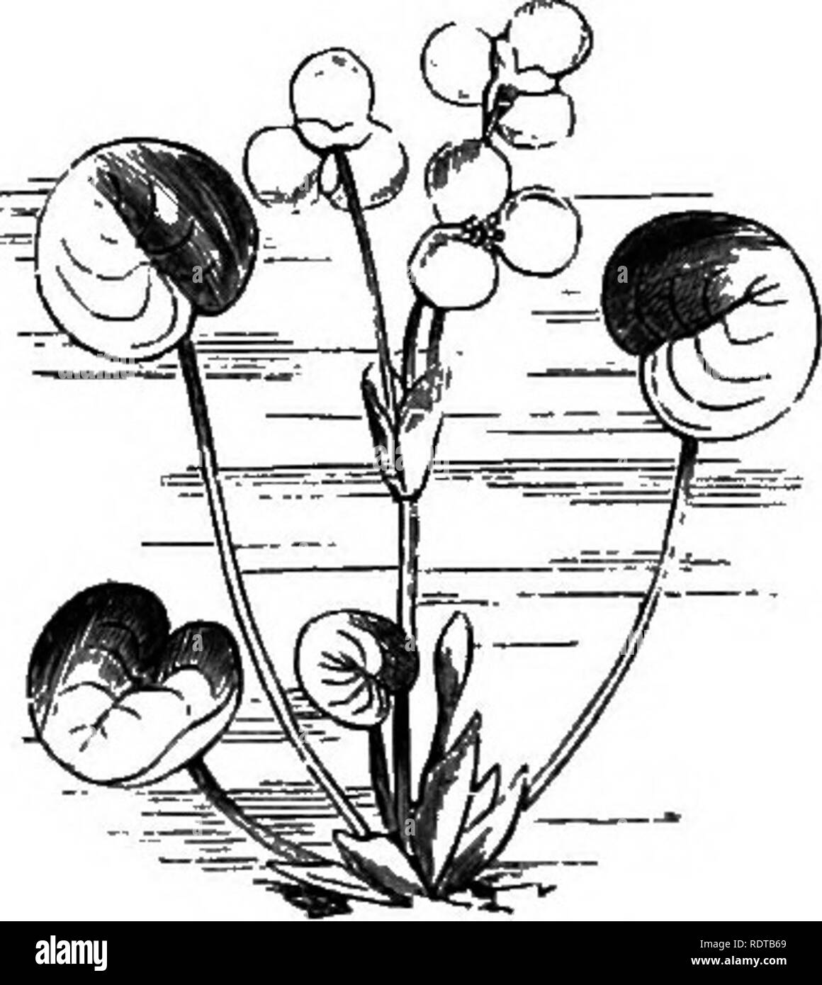 . Il mio giardino, il suo piano e cultura insieme con una descrizione generale della sua geologia, della botanica e della storia naturale. Il giardinaggio. Fig, 765.-giunco fiorito.. Si prega di notare che queste immagini vengono estratte dalla pagina sottoposta a scansione di immagini che possono essere state migliorate digitalmente per la leggibilità - Colorazione e aspetto di queste illustrazioni potrebbero non perfettamente assomigliano al lavoro originale. Smee, Alfred, 1818-1877. Londra, Campana e Daldy Foto Stock