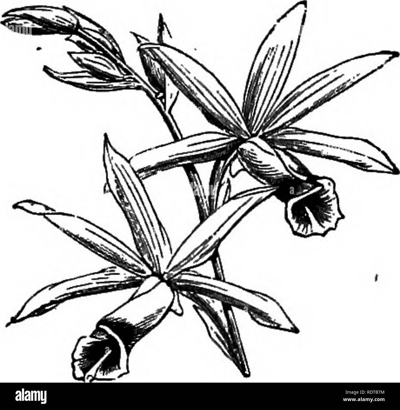 . L'Orchid-coltivatore il manuale, contenenti le descrizioni dei migliori specie e varietà di piante orchidacee nella coltivazione ... Orchidee. 654 orchidea-COLTIVATORE S MANUALE. porzione essendo inoltre lavato con crimson sia all'esterno e a. Fiorisce durante l'inverno e la primavera, e dura a lungo in bellezza se conservato in un luogo fresco e casa. Si tratta di una pianta utile per la fioritura invernale, come fiore splendidamente quando coltivate in piccoli vasi, e in questo stato possono essere utilizzati per la decorazione degli appartamenti durante il noioso mesi, senza subire il minimo pregiudizio. Essa rende inoltre un impianto di nobili per la mostra quando Foto Stock
