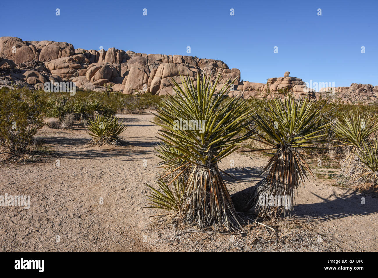 Parco nazionale di Joshua Tree, ventinove Palme, 29 palme, CALIFORNIA, STATI UNITI D'AMERICA Foto Stock