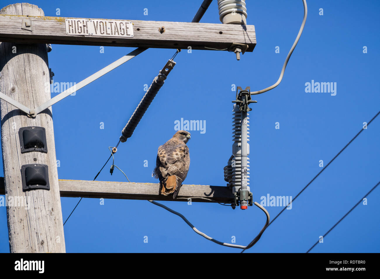 Red-tailed Hawk (Buteo jamaicensis) appollaiato sulla potenza di legno pole guardando sopra la sua spalla, la baia di San Francisco, California Foto Stock