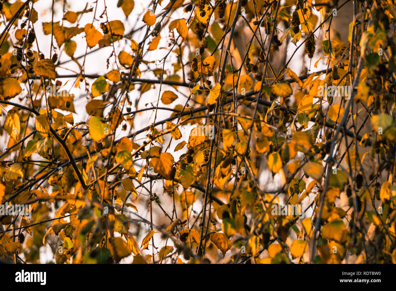 Argento betulle (Betula pendula) colorato Foglie di autunno su uno sfondo con cielo, California Foto Stock