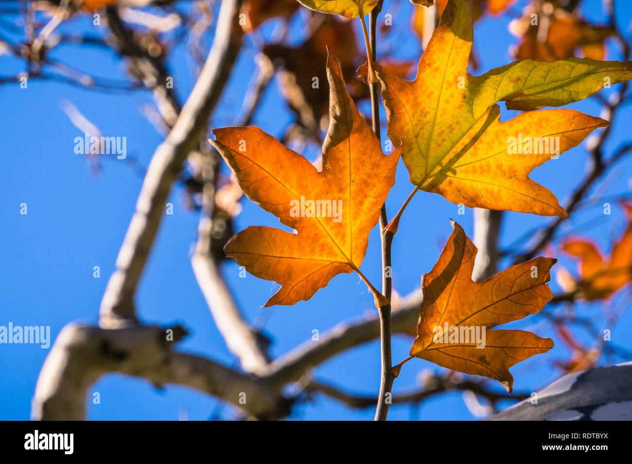 Close up di platano occidentale (Platanus racemosa) foglie di albero su un cielo blu di sfondo, California Foto Stock